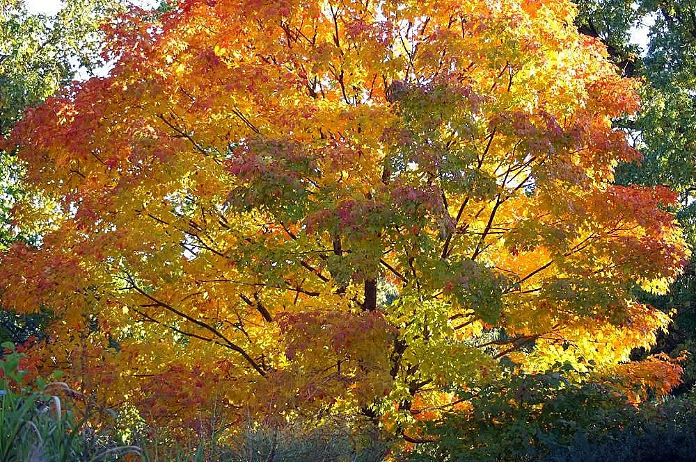 Green Mountain Sugar Maple (Acer Saccharum 'Green Mountain') — esteemed for its vibrant fall color palette ranging from fiery reds to glowing oranges