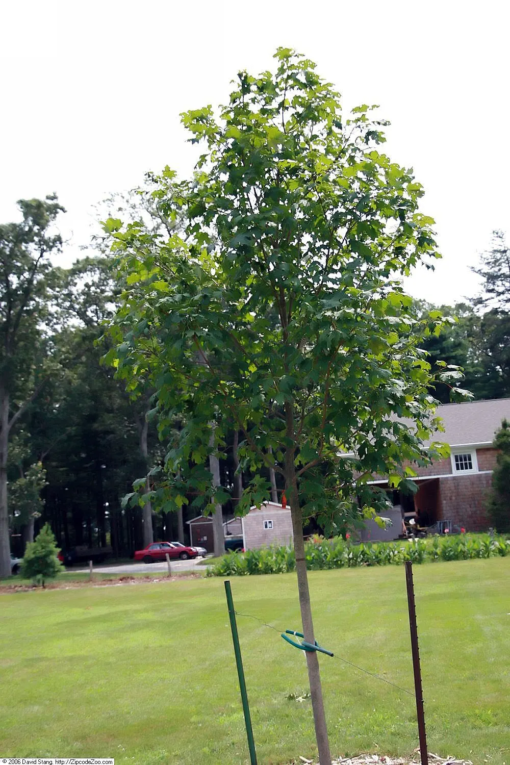 Green Mountain Sugar Maple (Acer Saccharum 'Green Mountain') — The 'Green Mountain' Sugar Maple (Acer saccharum 'Green Mountain') is a hardy