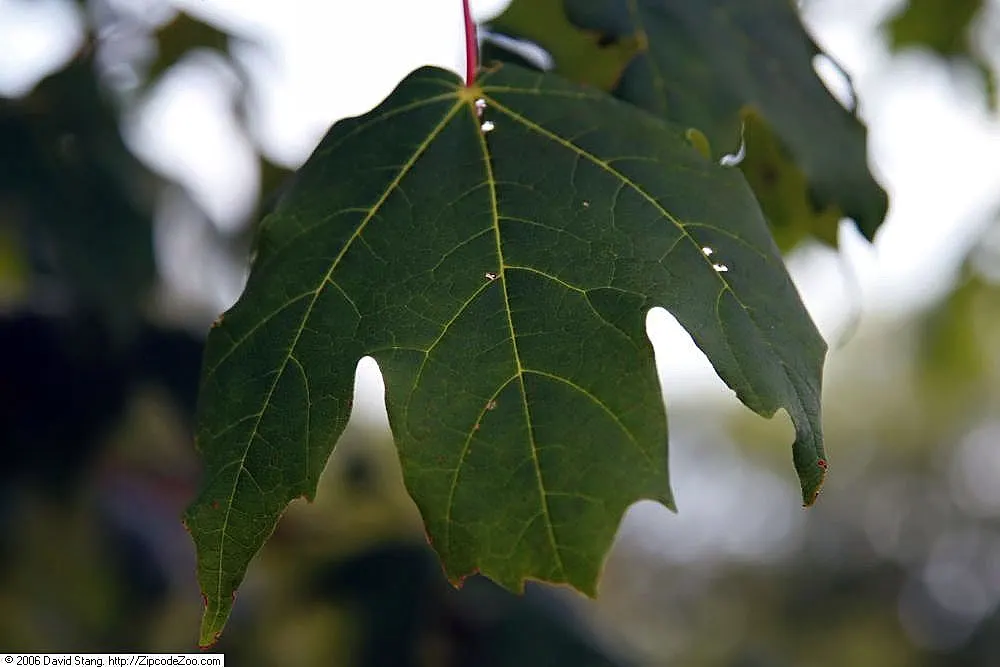 Green Mountain Sugar Maple (Acer Saccharum 'Green Mountain') — This cultivar exhibits a symmetrical, oval crown reaching up to 60 feet tall and 40 feet wide