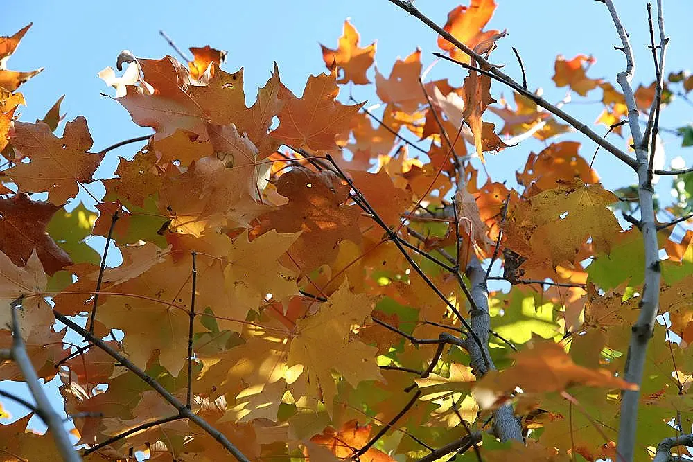 Green Mountain Sugar Maple (Acer Saccharum 'Green Mountain') — thriving in zones 3 to 8 with moderate growth