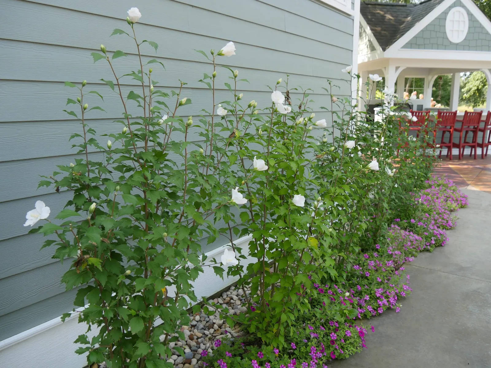 White Pillar® Rose of Sharon (Hibiscus syriacus) — is a narrow deciduous shrub with green foliage and pure white semi-double summer-to-fall flowers