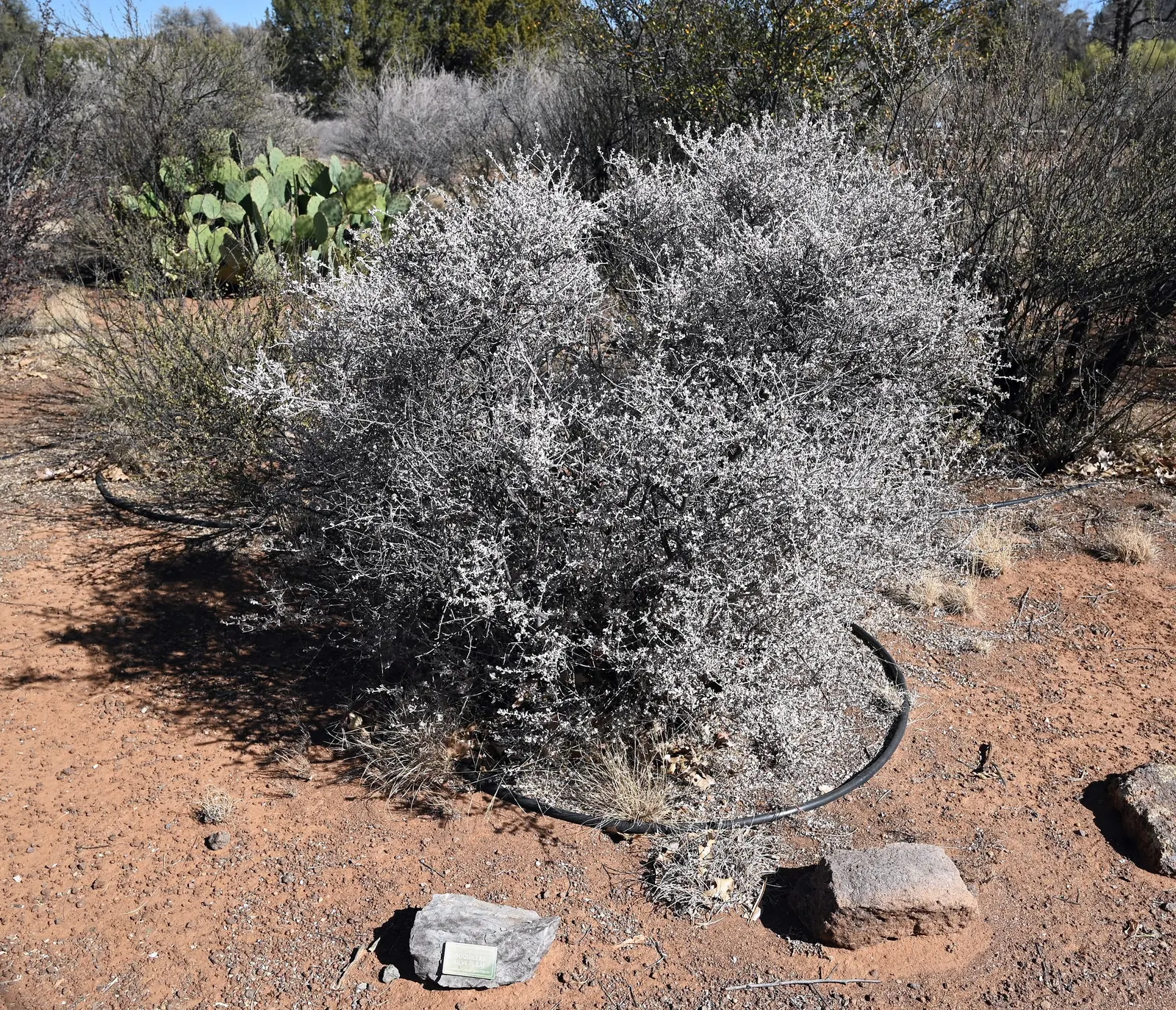 Violet Silverleaf (Leucophyllum Candidum) — This hardy evergreen shrub, hailing from the figwort family, stands out due to its shimmering silvery foliage