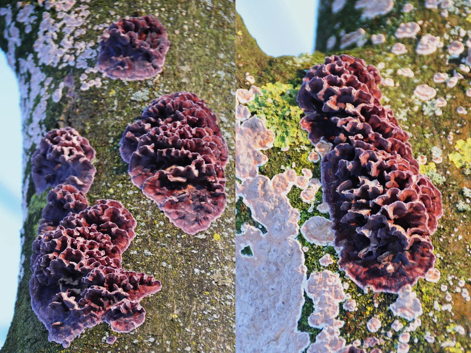 Violet Silverleaf (Leucophyllum Candidum) — The Violet Silverleaf (Leucophyllum candidum) is a compact evergreen shrub