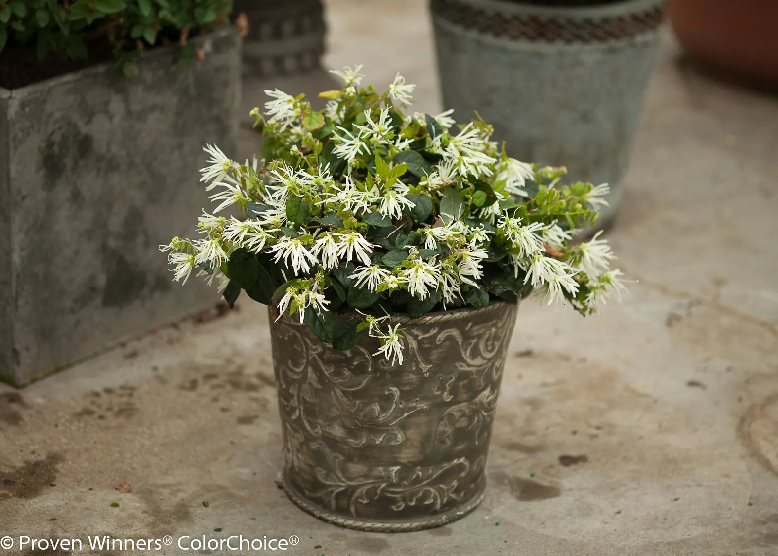 White Chinese fringe-flower (Loropetalum chinense) — pure white fringed blooms in spring