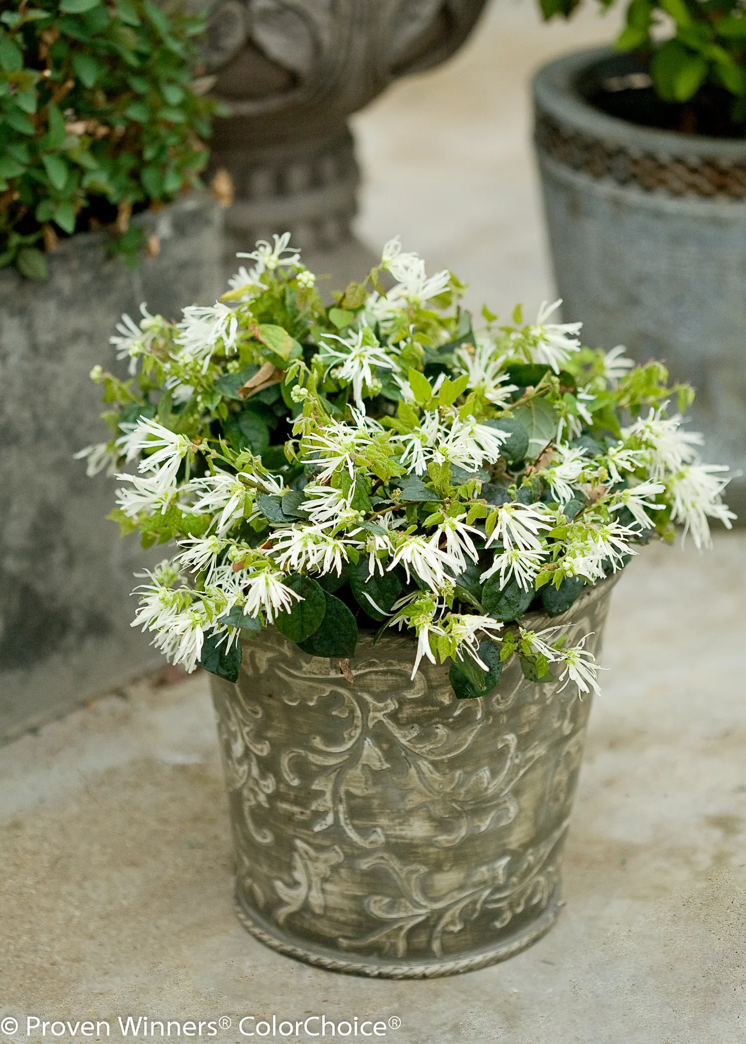 White Chinese fringe-flower (Loropetalum chinense) — is an evergreen shrub with rich green foliage and airy