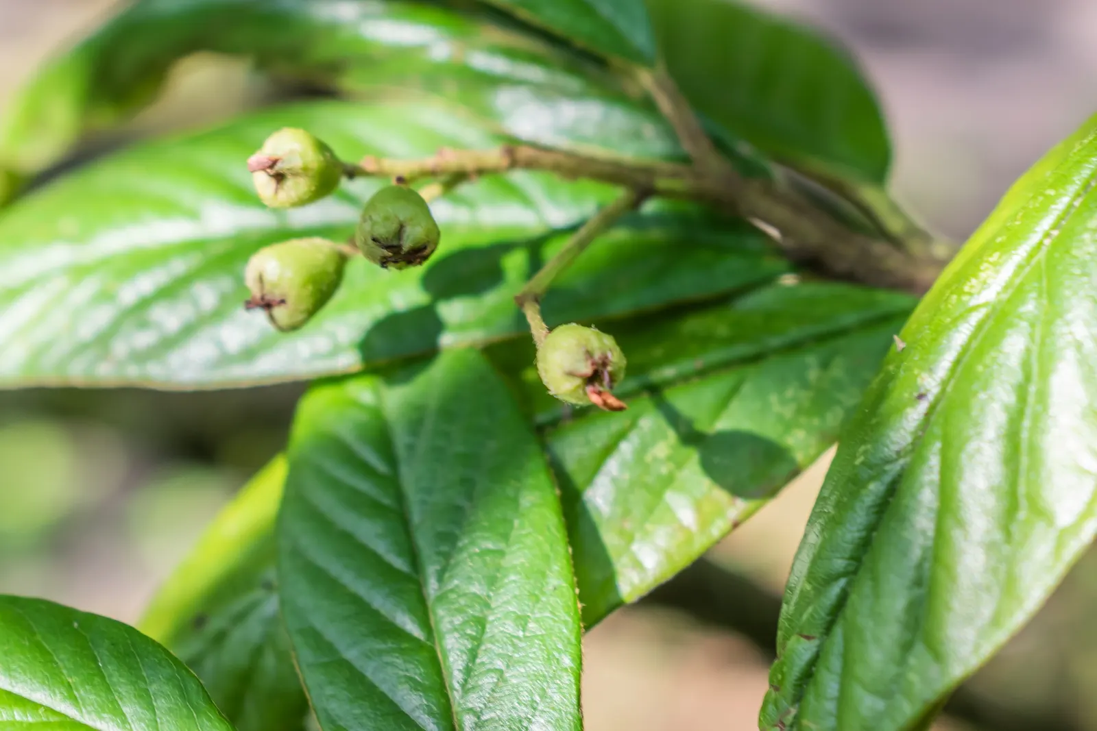 Willowleaf Cotoneaster (Cotoneaster Salicifolius) — Characterized by its narrow