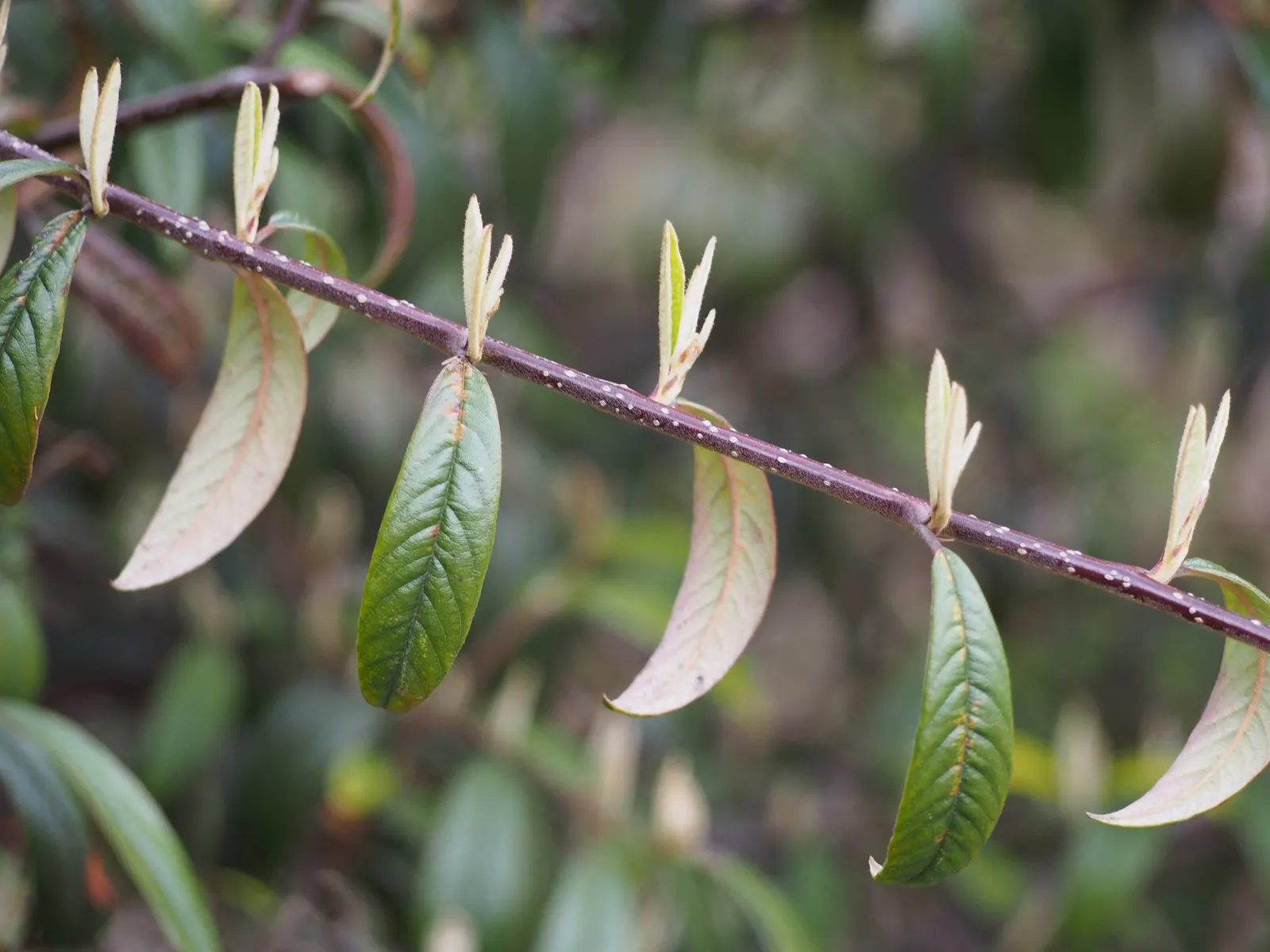 Willowleaf Cotoneaster (Cotoneaster Salicifolius) — Tiny white flowers blossom in late spring, followed by eye-catching, red berries in fall