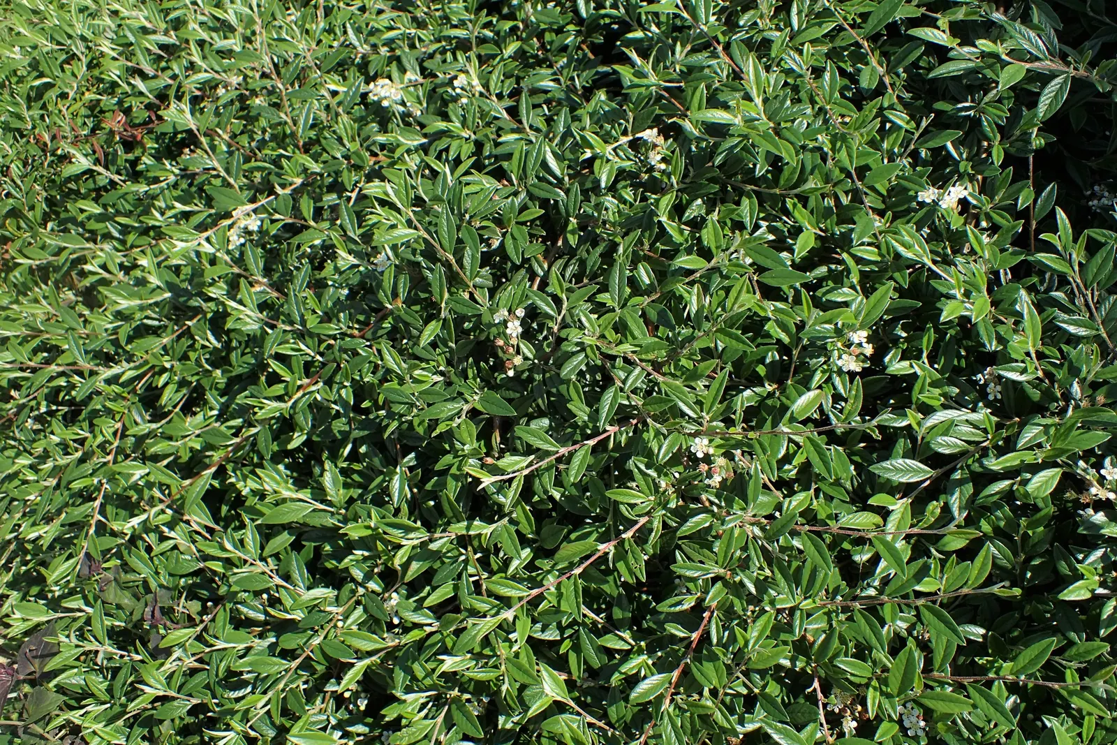 Willowleaf Cotoneaster (Cotoneaster Salicifolius) — Full sun to partial shade will ensure optimal growth and flowering
