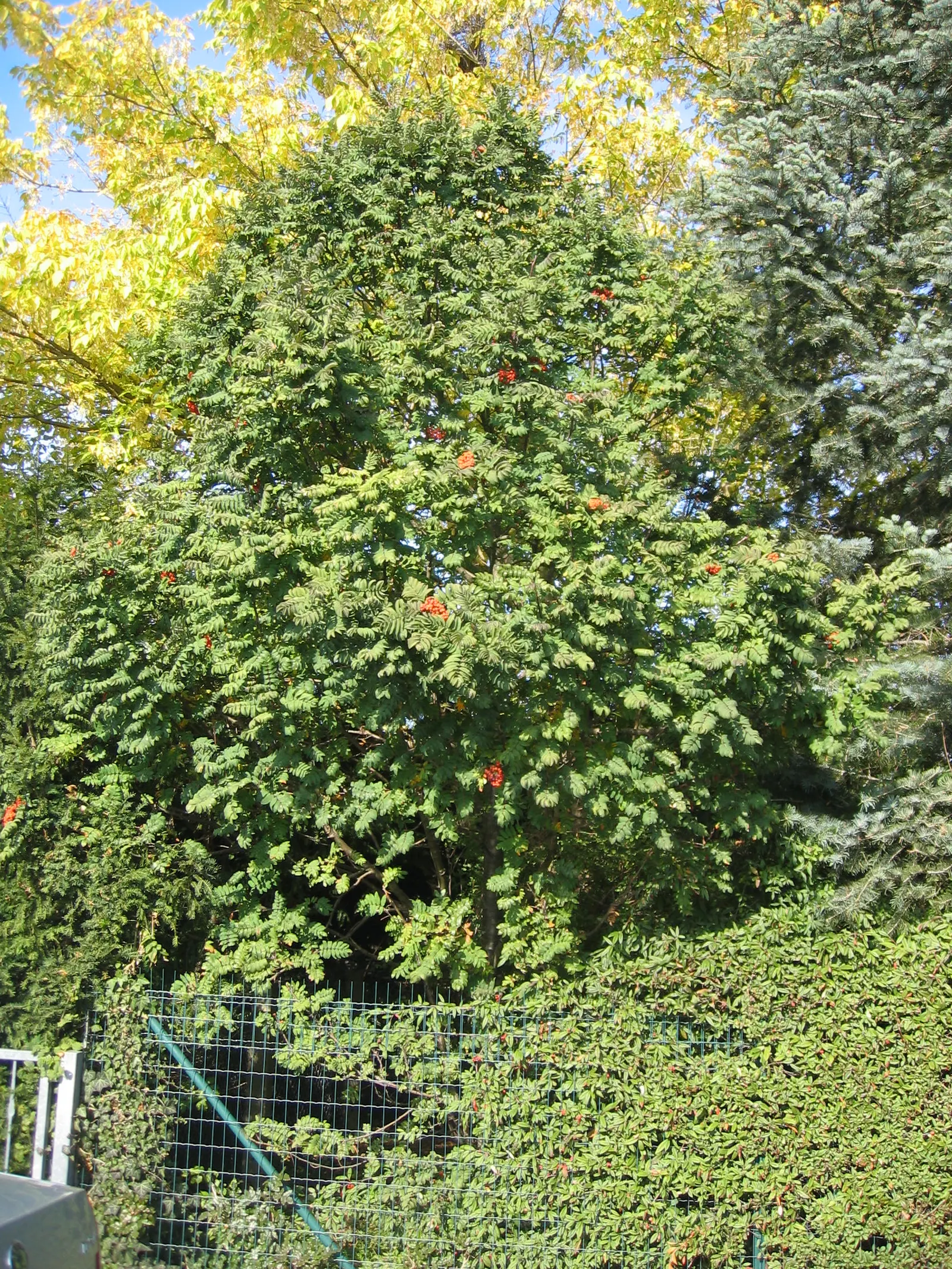 Willowleaf Cotoneaster (Cotoneaster Salicifolius) — thus enhancing the garden's ecological appeal.<br><br>Hardy in USDA zones 6 through 8