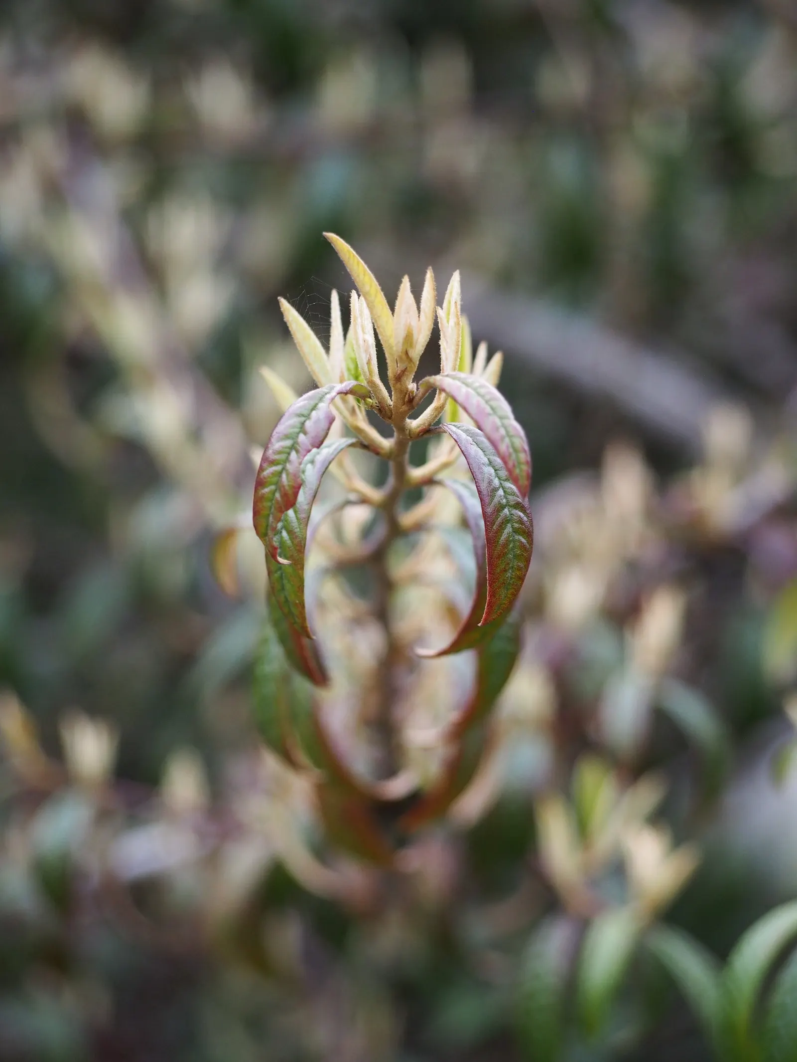 Willowleaf Cotoneaster (Cotoneaster Salicifolius) — offering both vertical interest and ample ground coverage
