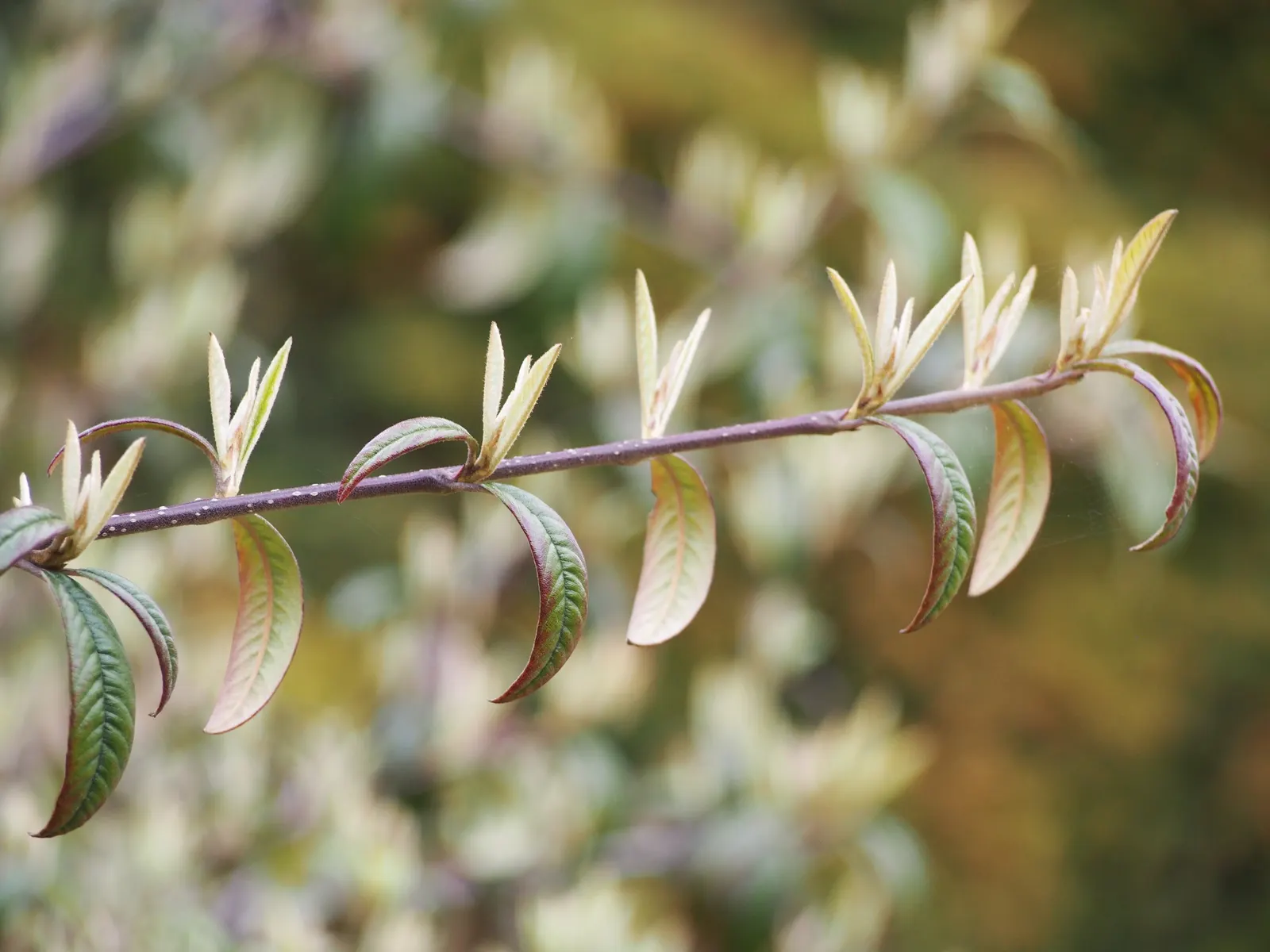 Willowleaf Cotoneaster (Cotoneaster Salicifolius) — white to pale pink flowers
