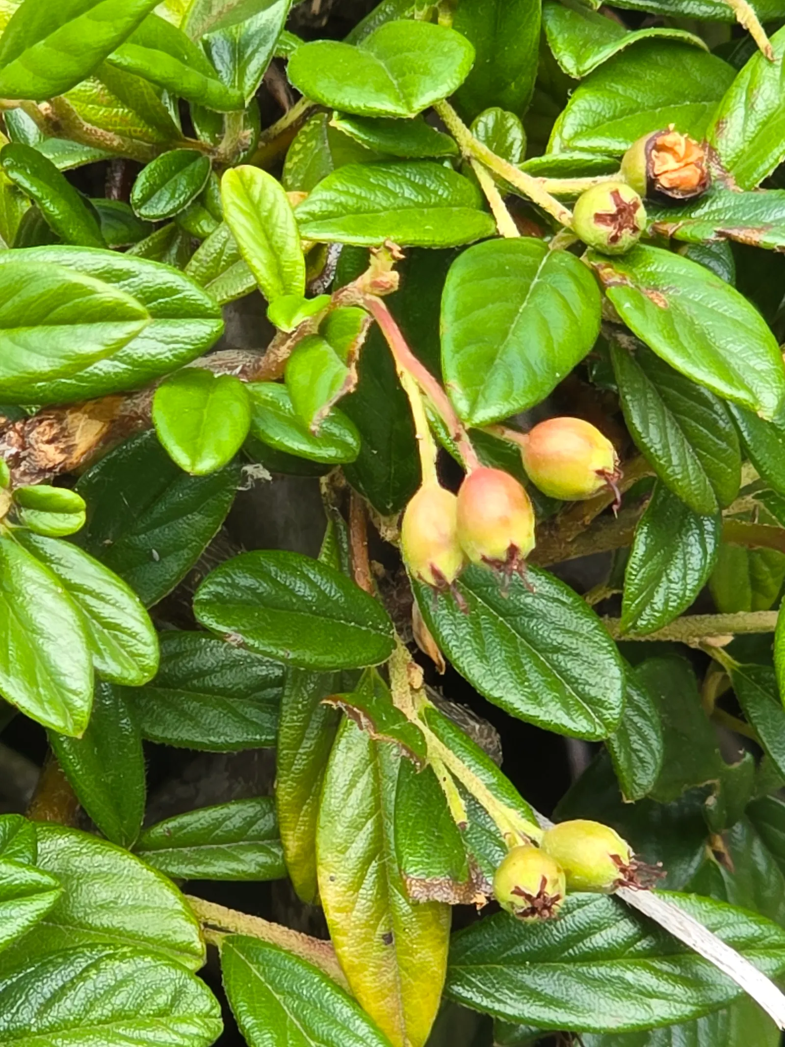 Willowleaf Cotoneaster (Cotoneaster Salicifolius) — shrub with white blooms