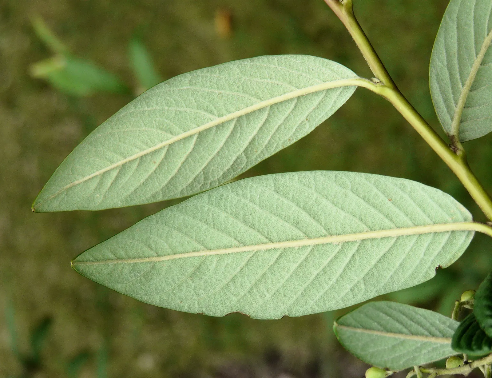 Willowleaf Cotoneaster (Cotoneaster Salicifolius) — this plant exhibits a rich; white to pale pink flowers