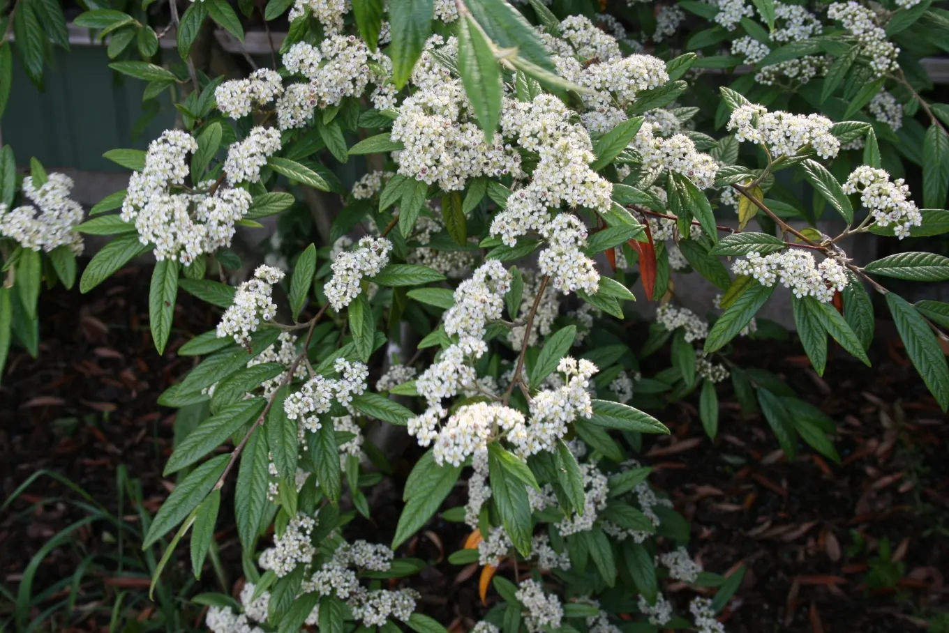 Willowleaf Cotoneaster (Cotoneaster Salicifolius) — this plant exhibits a rich