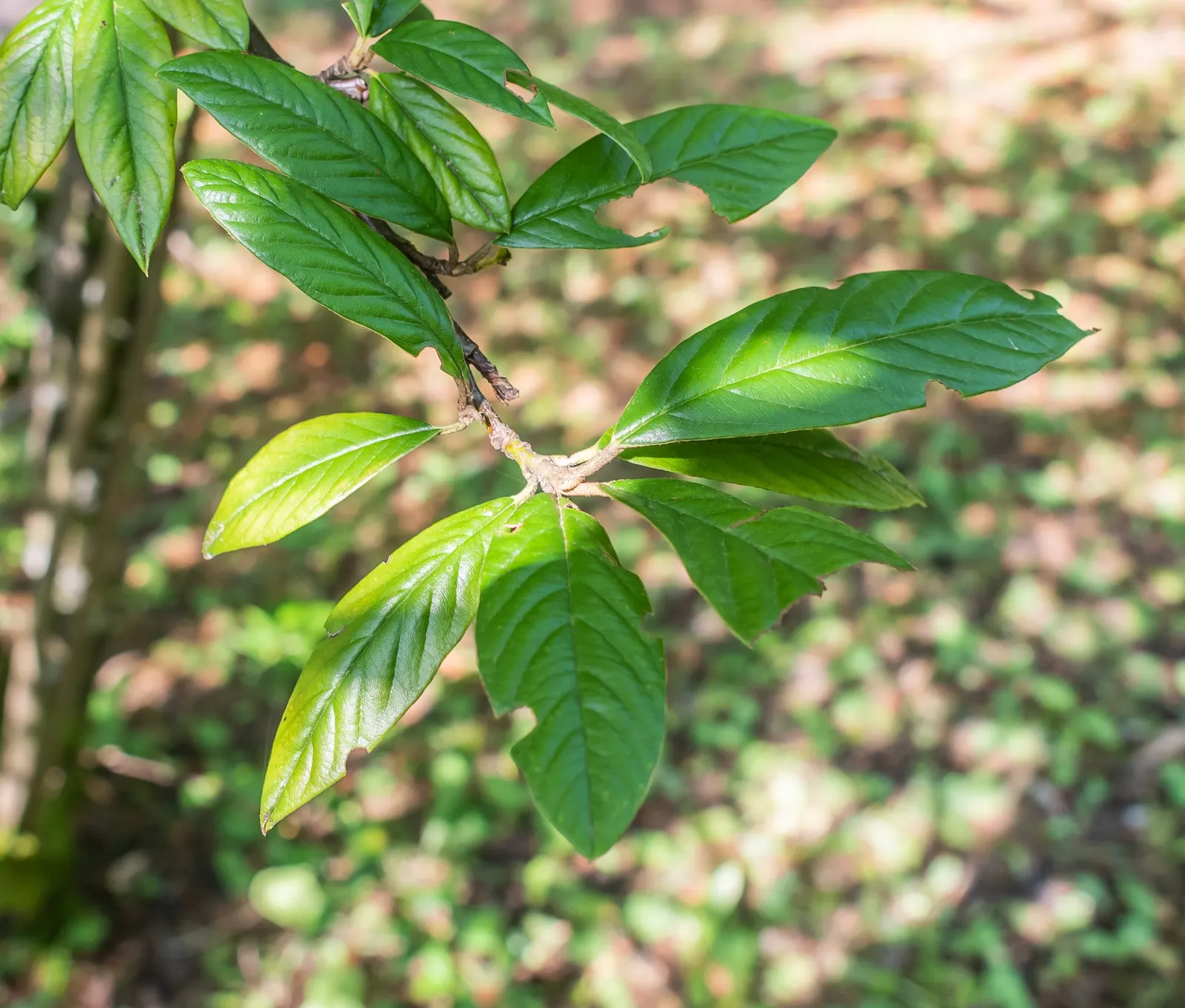 Willowleaf Cotoneaster (Cotoneaster Salicifolius) — with a comparable spread that can span 6 to 8 feet wide