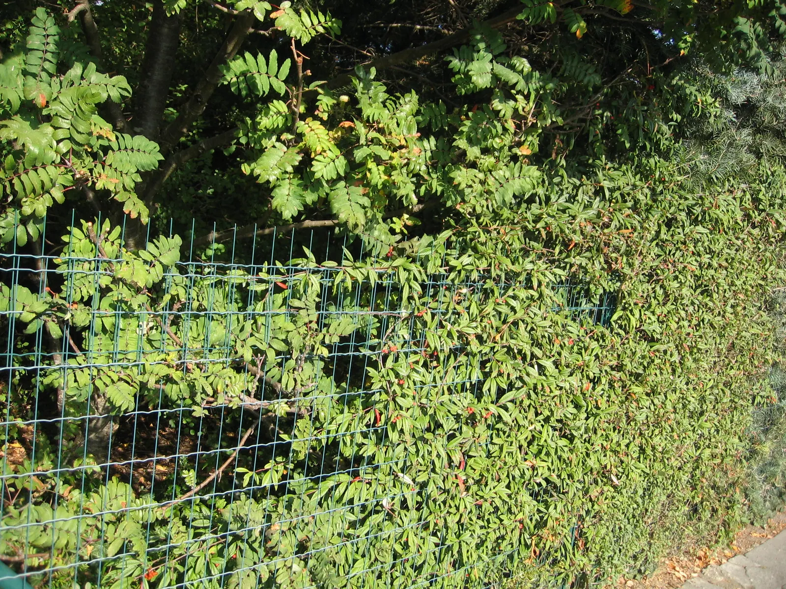 Willowleaf Cotoneaster (Cotoneaster Salicifolius) — occasional pruning can help maintain its shape and promote denser foliage