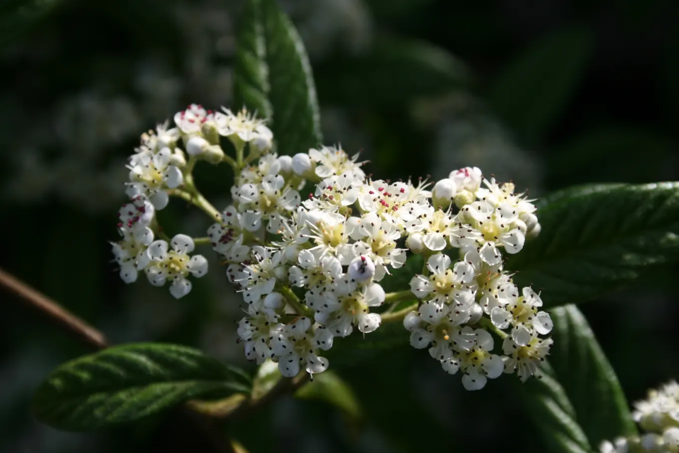 Willowleaf Cotoneaster (Cotoneaster Salicifolius) — scientifically named Cotoneaster salicifolius