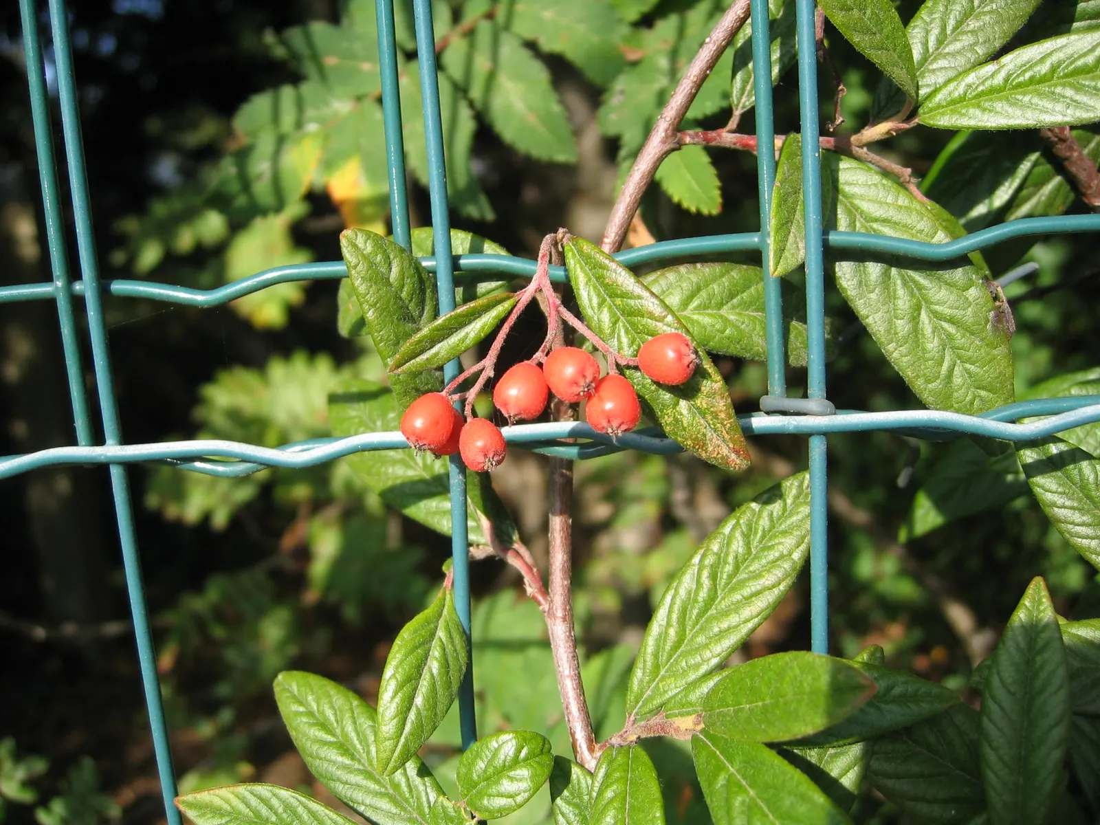 Willowleaf Cotoneaster (Cotoneaster Salicifolius) — It reaches up to 6-8 feet in height and spreads 6-8 feet wide