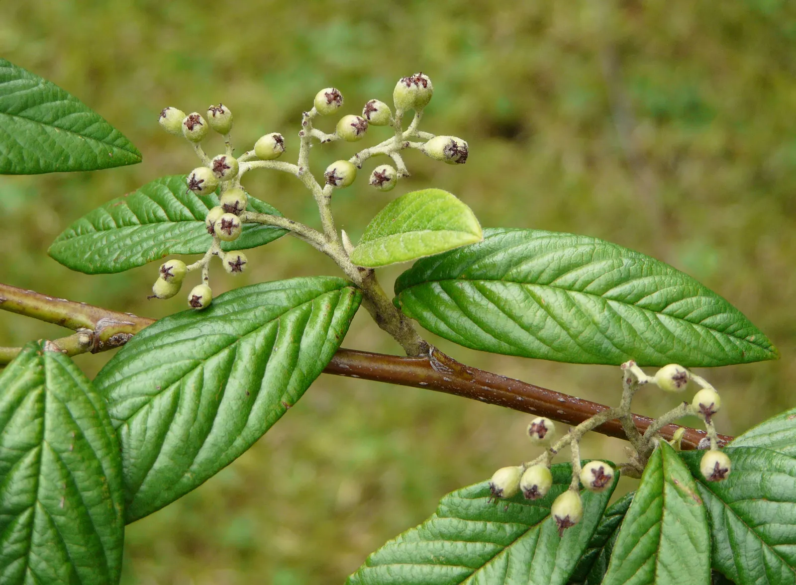 Willowleaf Cotoneaster (Cotoneaster Salicifolius) — scientifically named Cotoneaster salicifolius; the shrub's arching branches contribute to an elegant