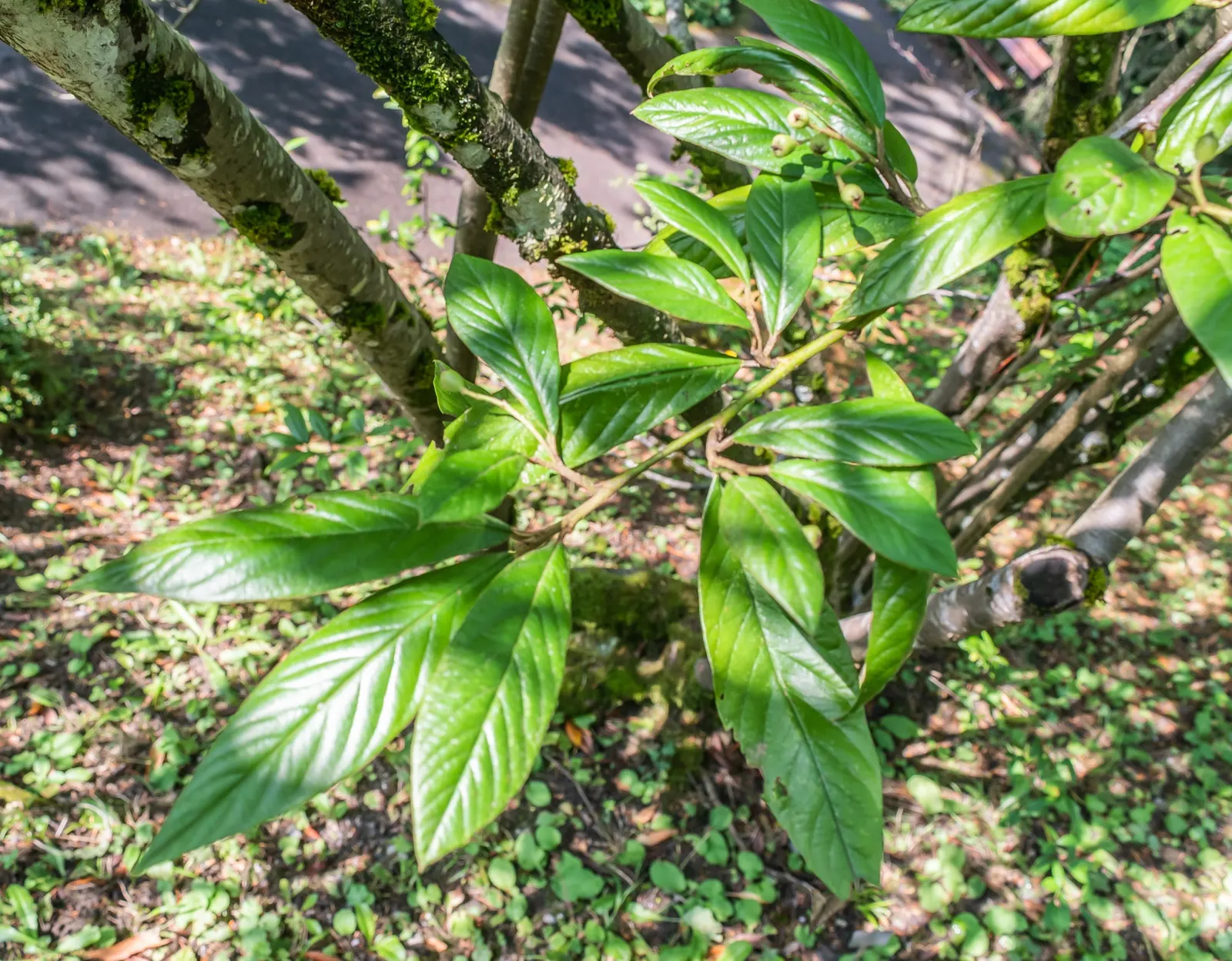 Willowleaf Cotoneaster (Cotoneaster Salicifolius) — The shrub's arching branches contribute to an elegant