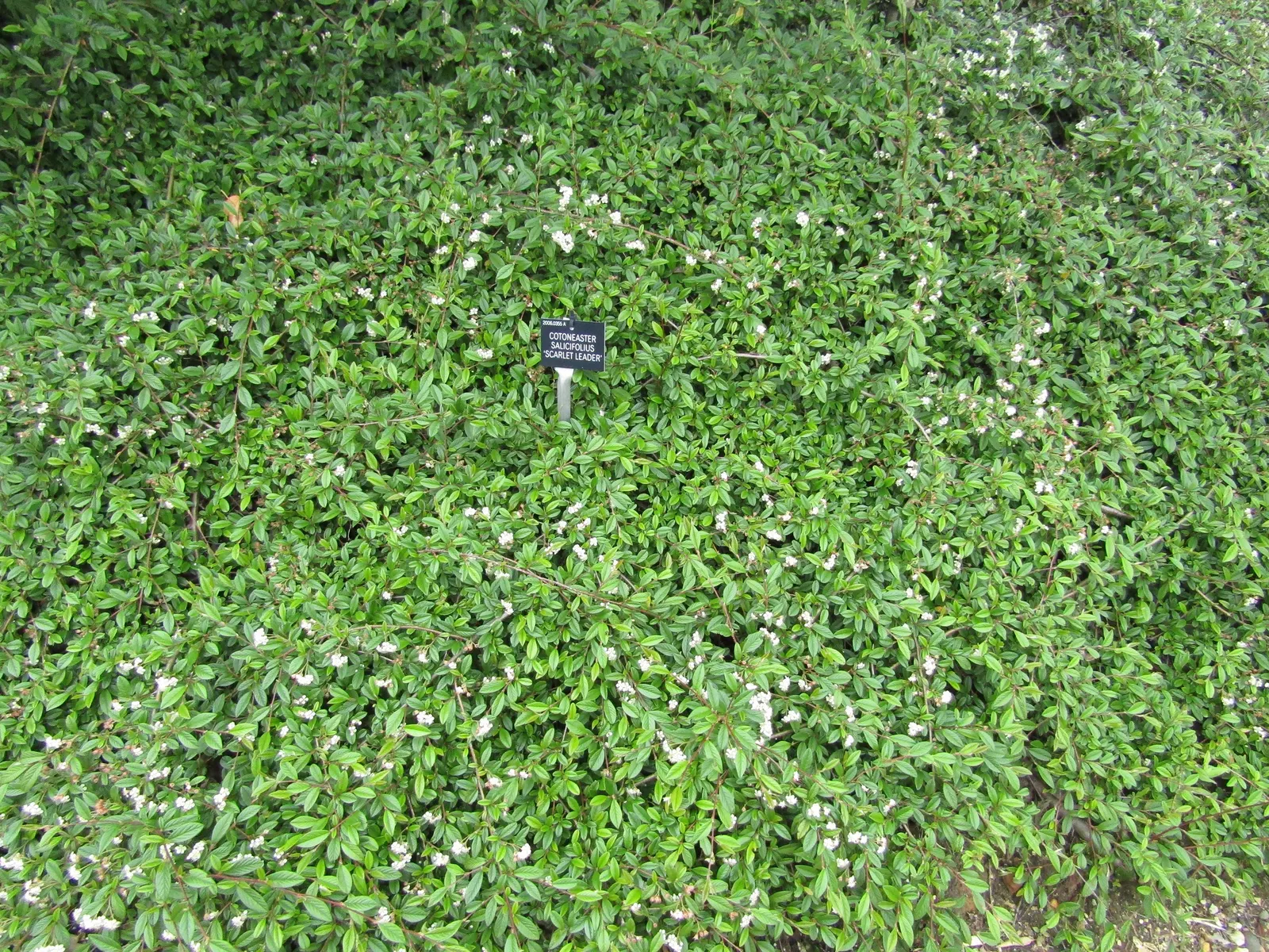 Willowleaf Cotoneaster (Cotoneaster Salicifolius) — This low-maintenance plant thrives in full sun to partial shade and adapts to various soil types