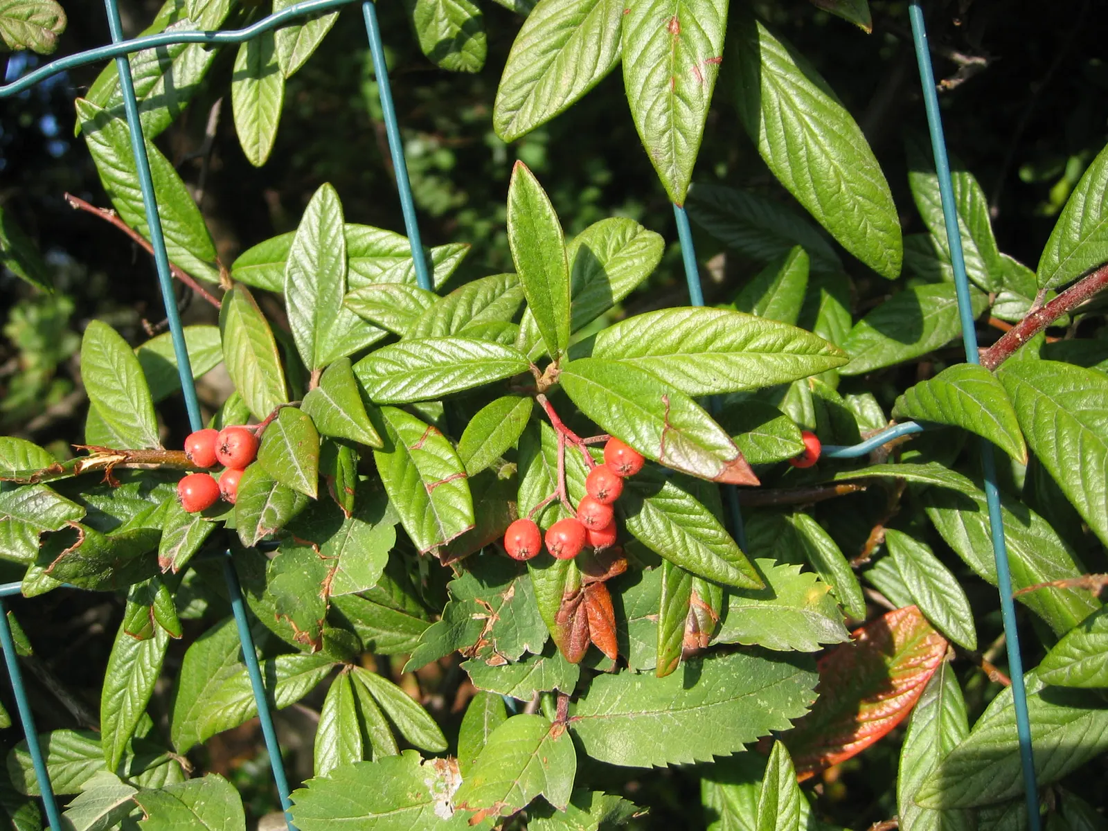 Willowleaf Cotoneaster (Cotoneaster Salicifolius) — that yield to a vibrant display of red berries by autumn