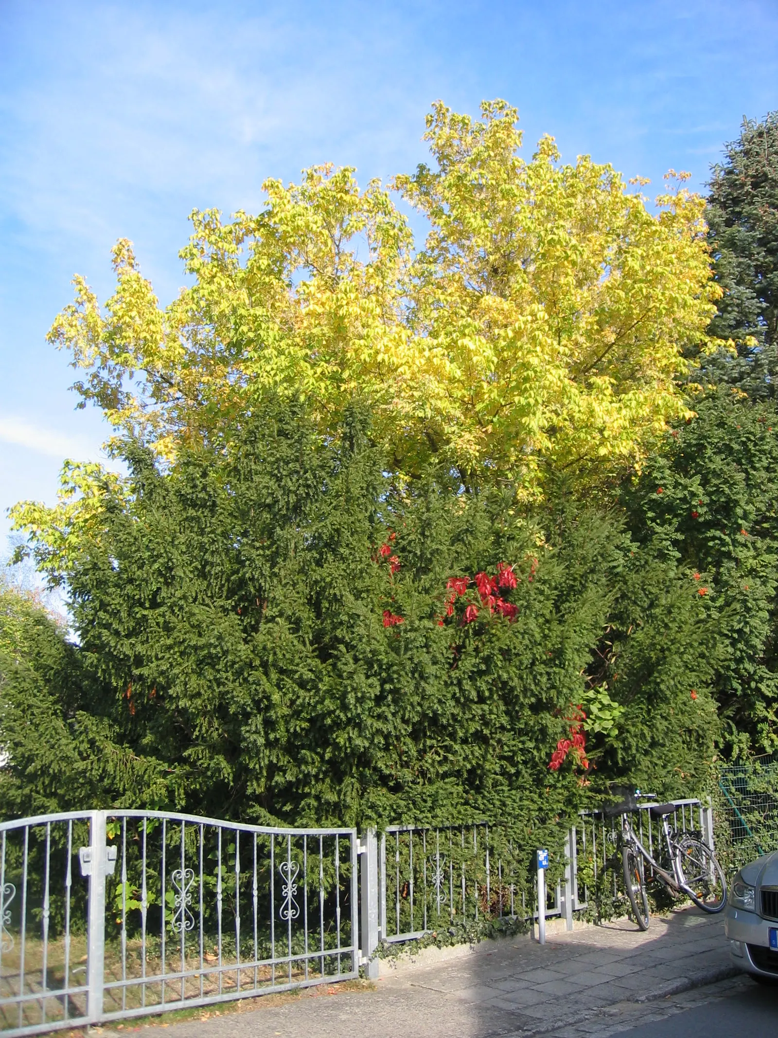 Willowleaf Cotoneaster (Cotoneaster Salicifolius) — It reaches up to 6-8 feet in height and spreads 6-8 feet wide; with a comparable spread that can span 6 to