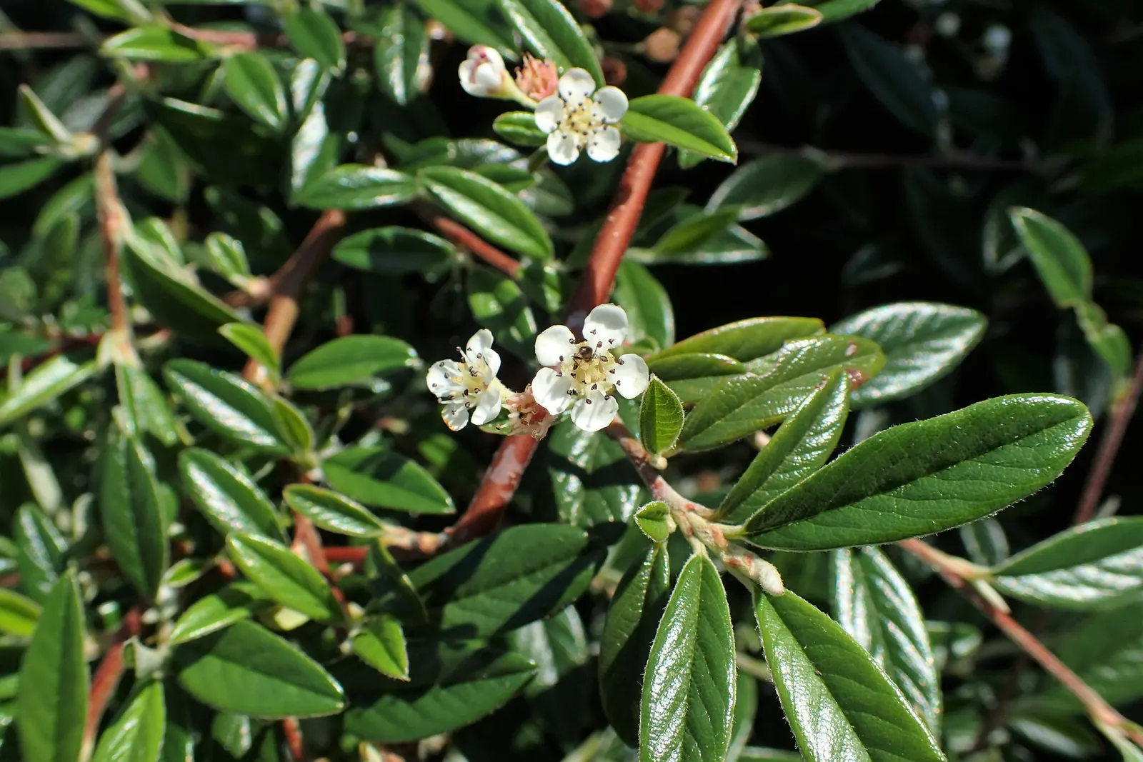 Willowleaf Cotoneaster (Cotoneaster Salicifolius) — The Willowleaf Cotoneaster (Cotoneaster salicifolius) is a resilient shrub with arching branches; this