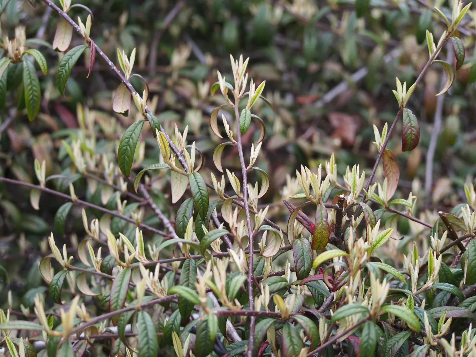 Willowleaf Cotoneaster (Cotoneaster Salicifolius) — These berries not only offer aesthetic value but also serve as a food source for local bird species