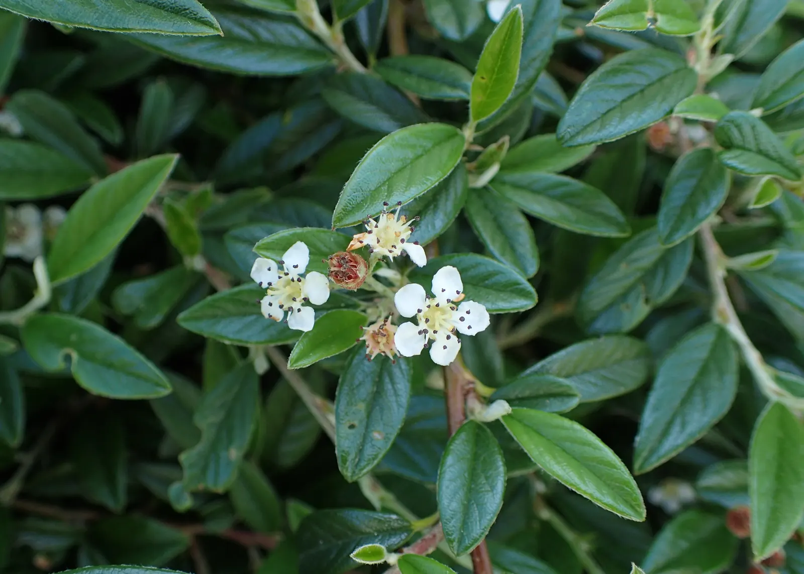 Willowleaf Cotoneaster (Cotoneaster Salicifolius) — Gardeners should note that while it is relatively low-maintenance
