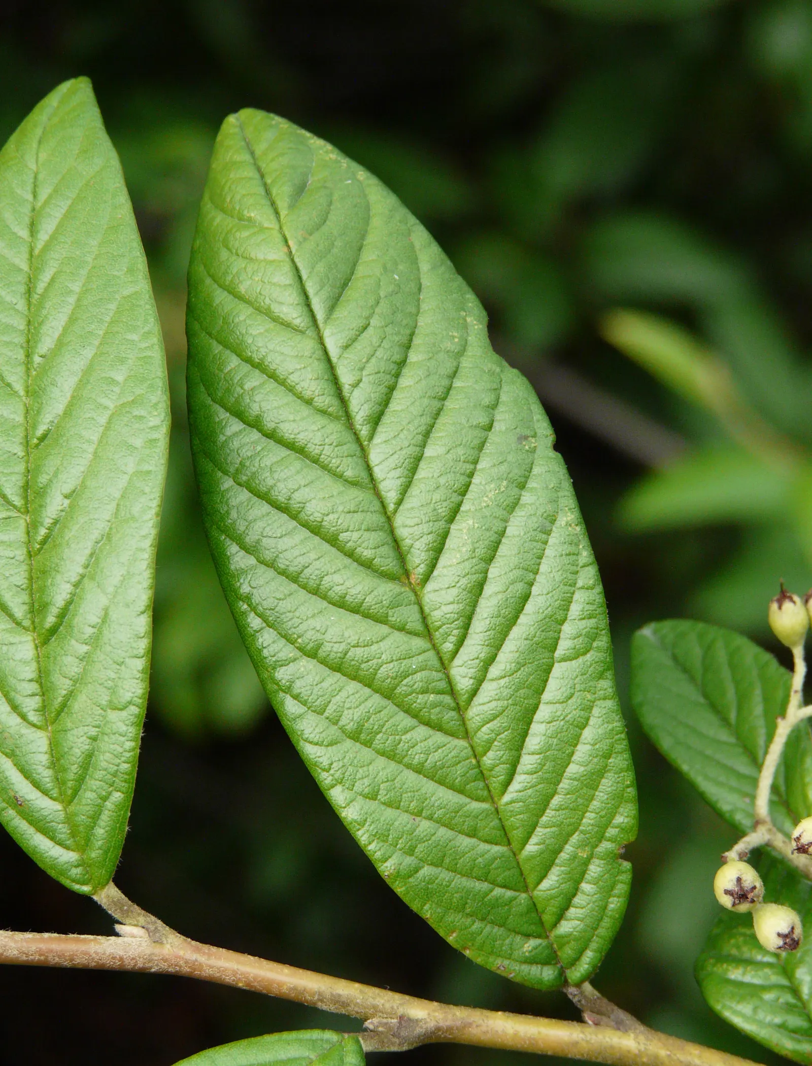 Willowleaf Cotoneaster (Cotoneaster Salicifolius) — This low-maintenance plant thrives in full sun to partial shade and adapts to various soil types; shrub