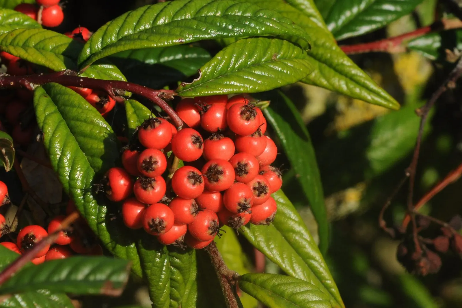 Willowleaf Cotoneaster (Cotoneaster Salicifolius) — which measure approximately 2 to 4 inches in length; characterized by its narrow