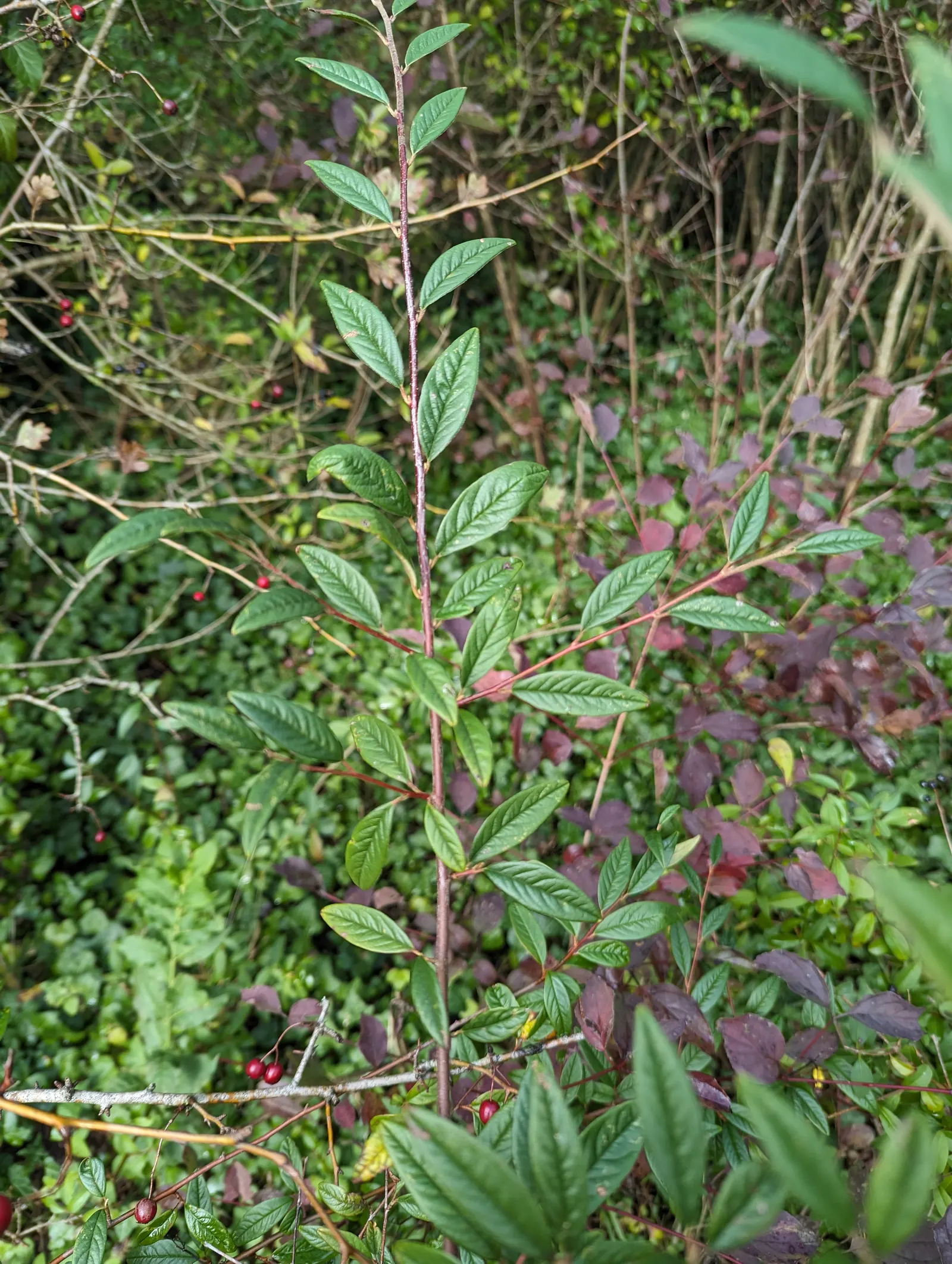 Willowleaf Cotoneaster (Cotoneaster Salicifolius) — is a versatile semi-evergreen shrub that brings a distinctive textural presence to diverse landscape designs