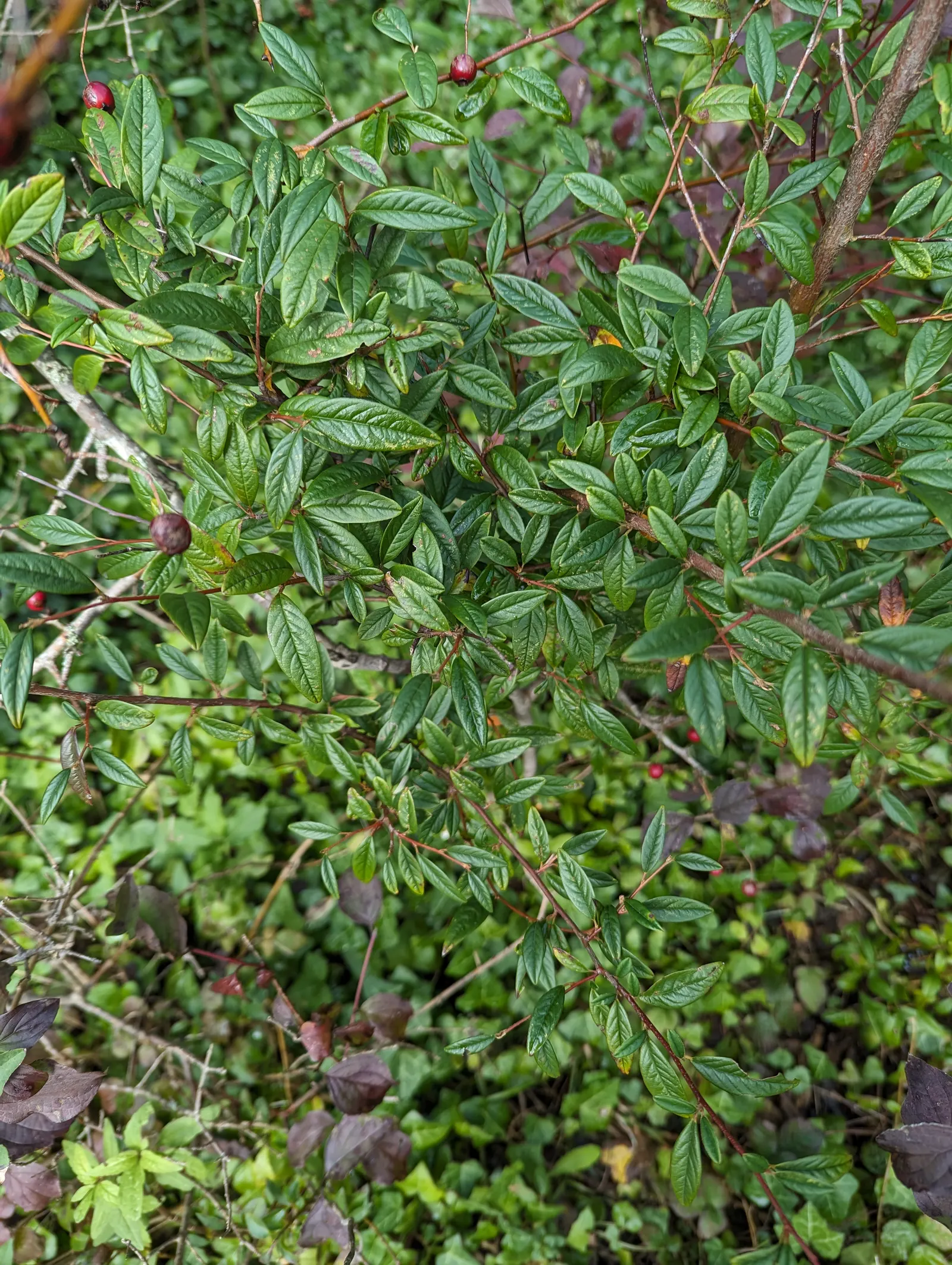 Willowleaf Cotoneaster (Cotoneaster Salicifolius) — which measure approximately 2 to 4 inches in length