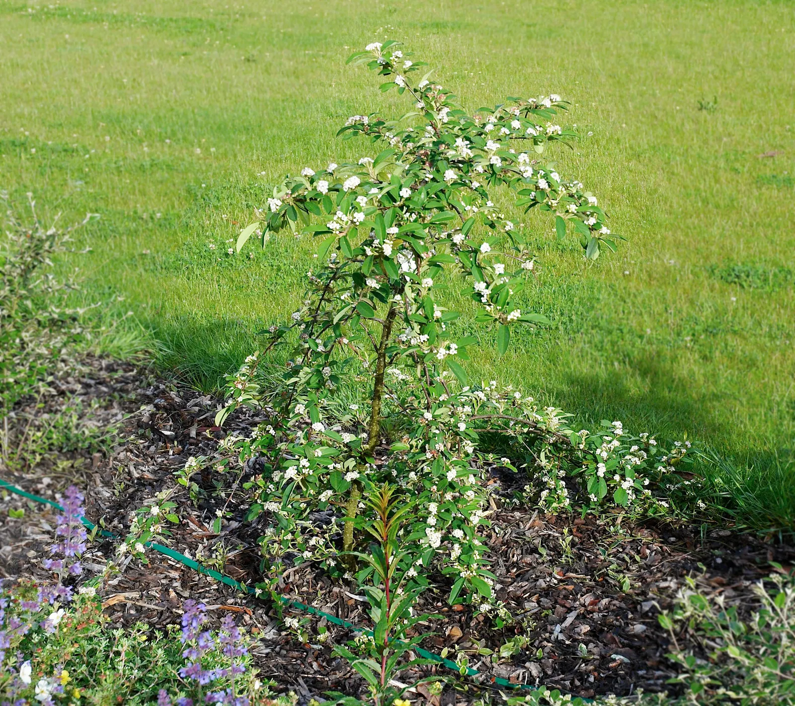 Willowleaf Cotoneaster (Cotoneaster Salicifolius) — the Willowleaf Cotoneaster is drought-tolerant once established and prefers well-drained soils