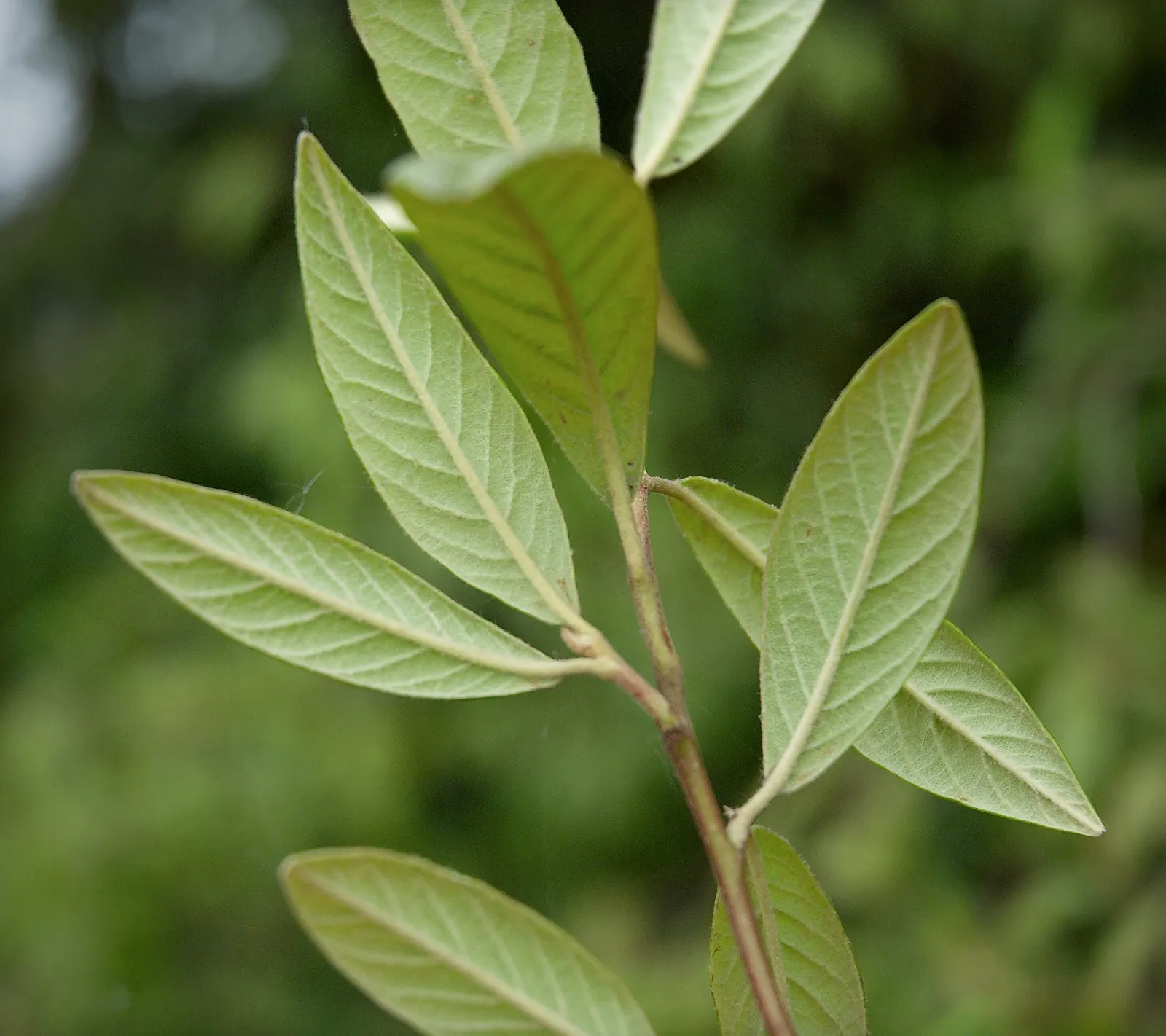 Willowleaf Cotoneaster (Cotoneaster Salicifolius) — with a comparable spread that can span 6 to 8 feet wide; gardeners should note that while it is relatively