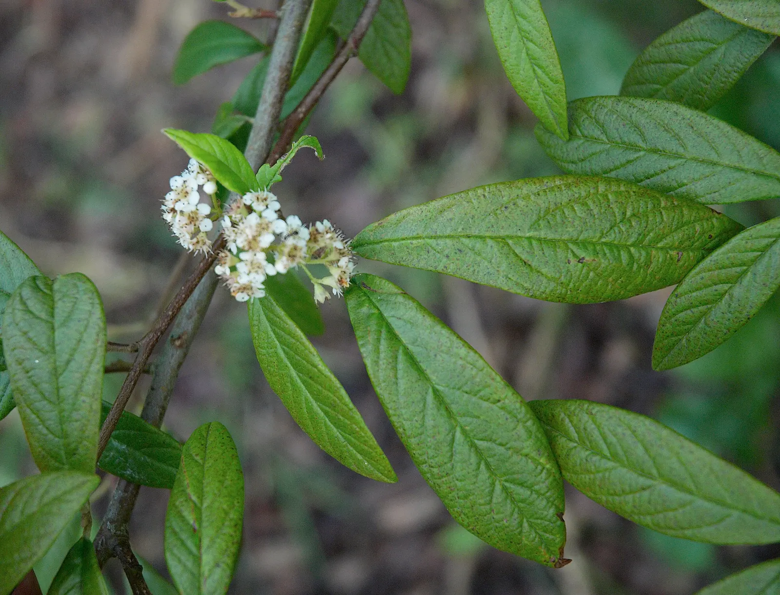 Willowleaf Cotoneaster (Cotoneaster Salicifolius) — Characterized by its narrow; the Willowleaf Cotoneaster (Cotoneaster salicifolius) is a resilient shrub