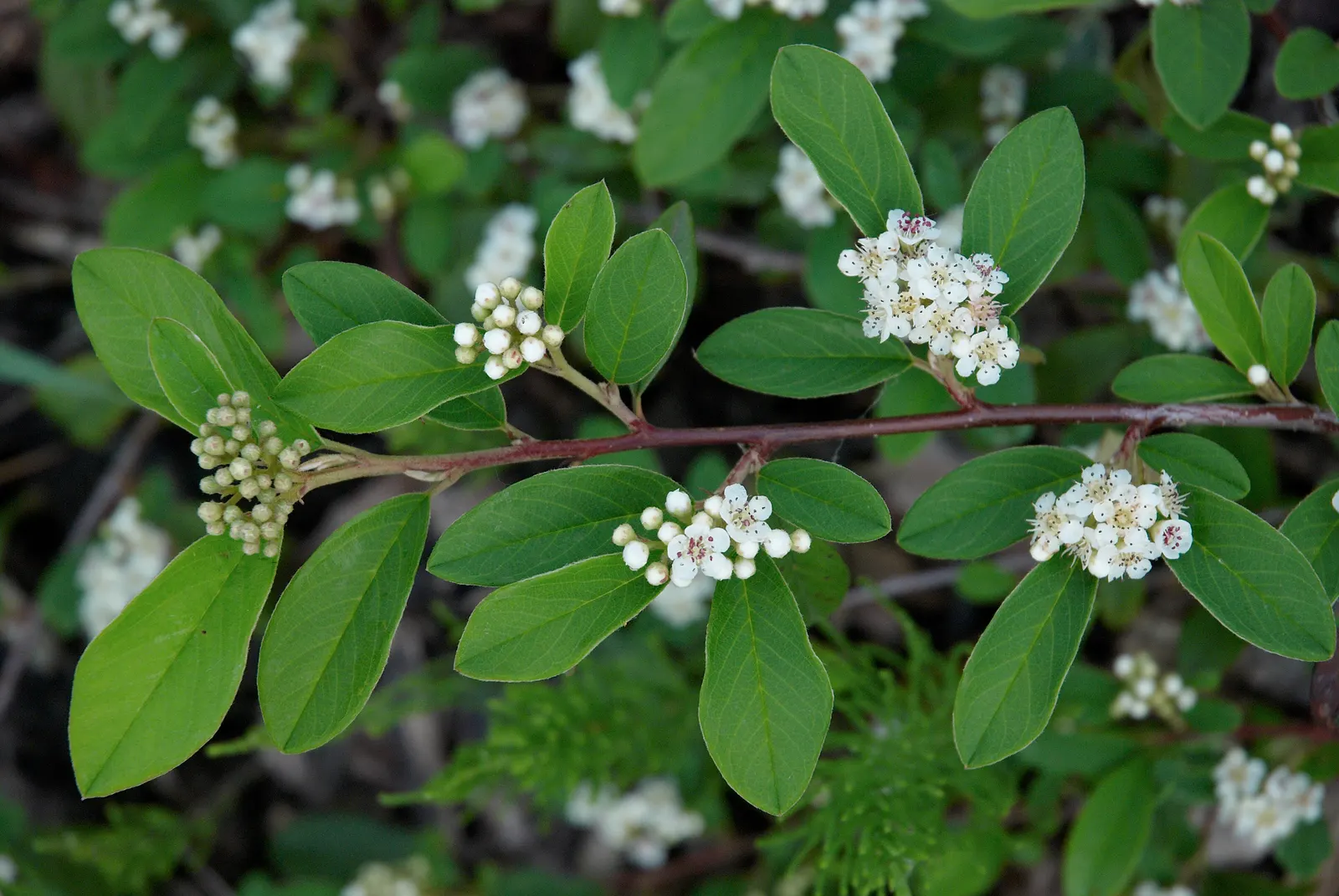Willowleaf Cotoneaster (Cotoneaster Salicifolius) — shrub for full or half