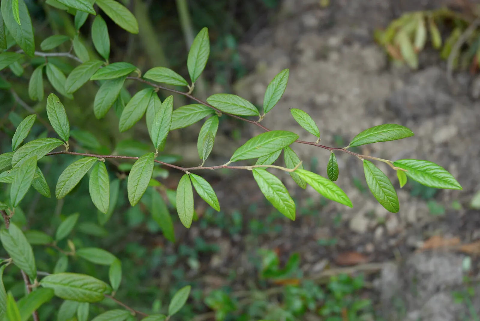 Willowleaf Cotoneaster (Cotoneaster Salicifolius) — is a versatile semi-evergreen shrub that brings a distinctive textural presence to diverse landscape