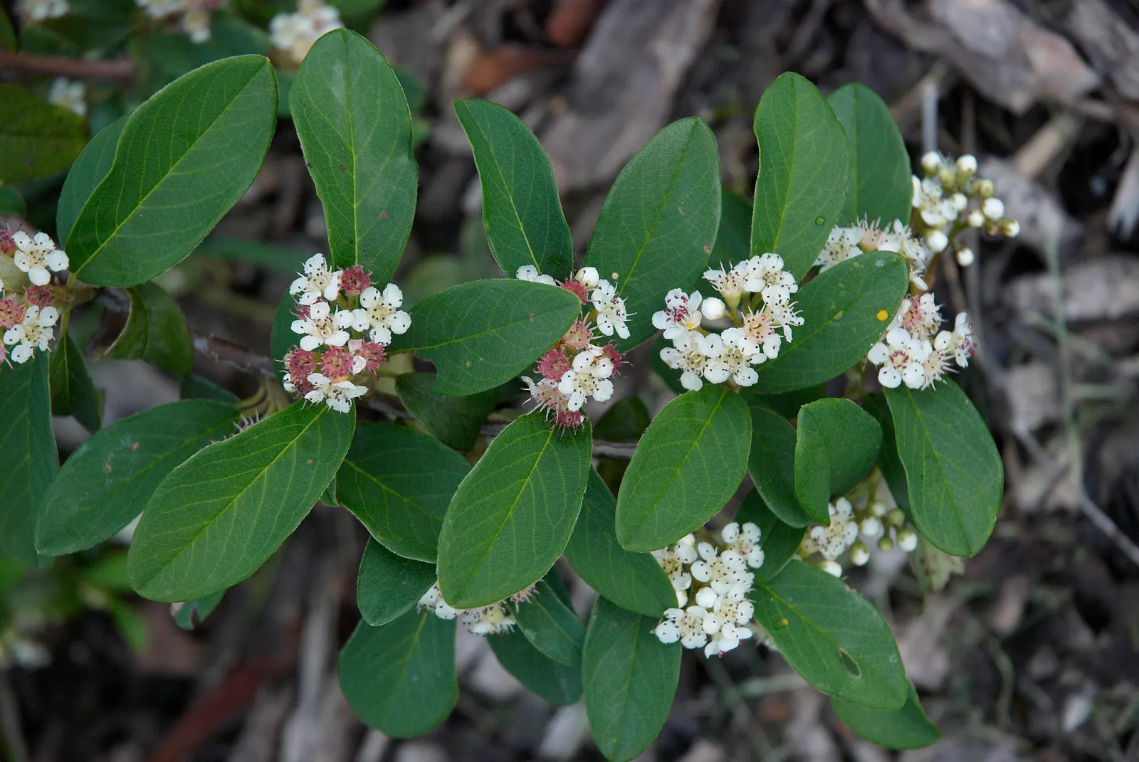 Willowleaf Cotoneaster (Cotoneaster Salicifolius) — approximately 0.25 inches in diameter