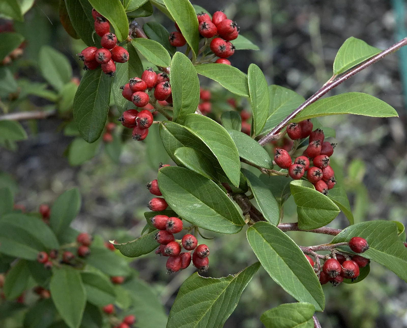 Willowleaf Cotoneaster (Cotoneaster Salicifolius) — ideal for hedges and mass plantings in USDA zones 6-8; scientifically named Cotoneaster salicifolius