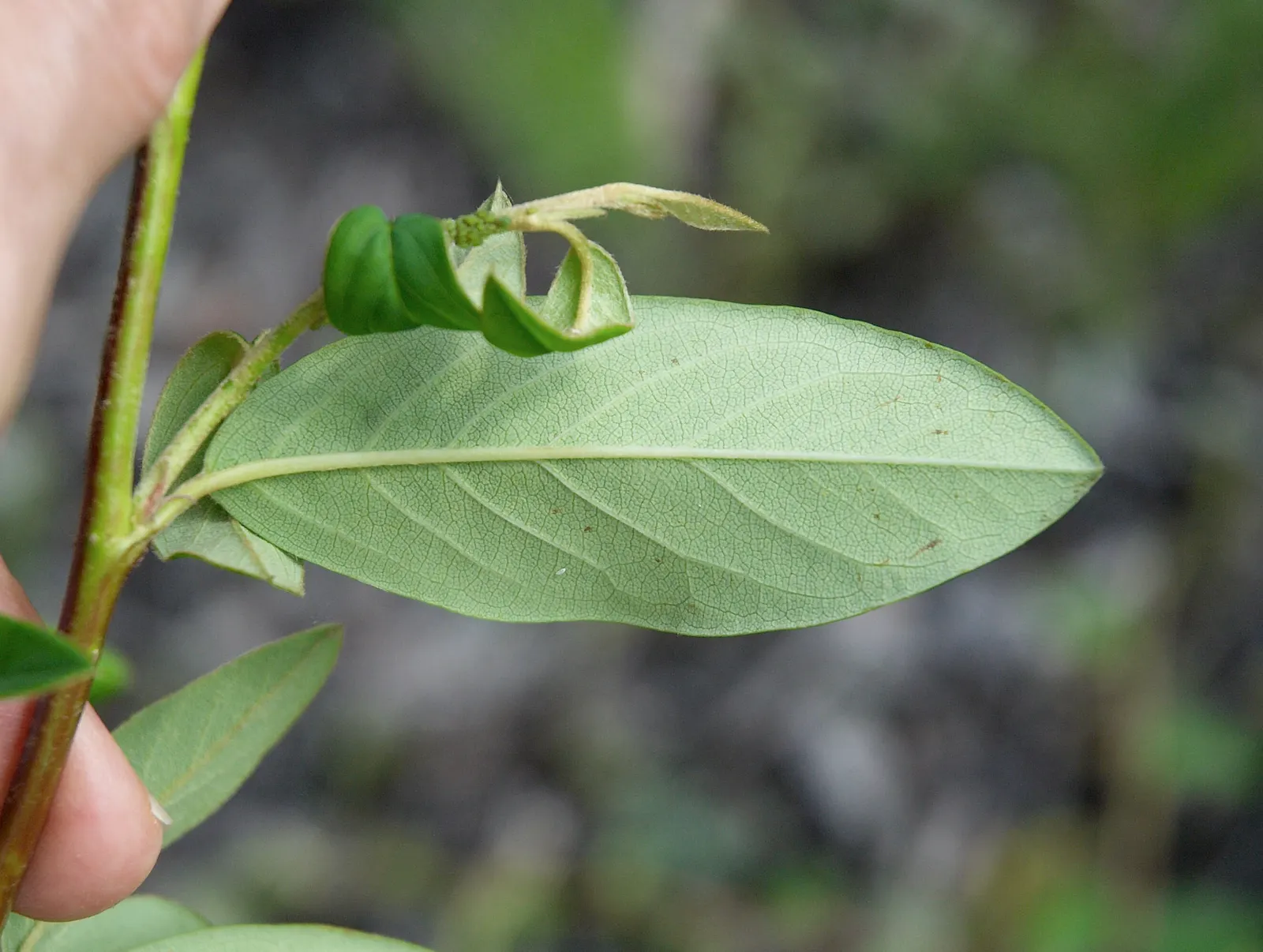 Willowleaf Cotoneaster (Cotoneaster Salicifolius) — white flowers in the garden
