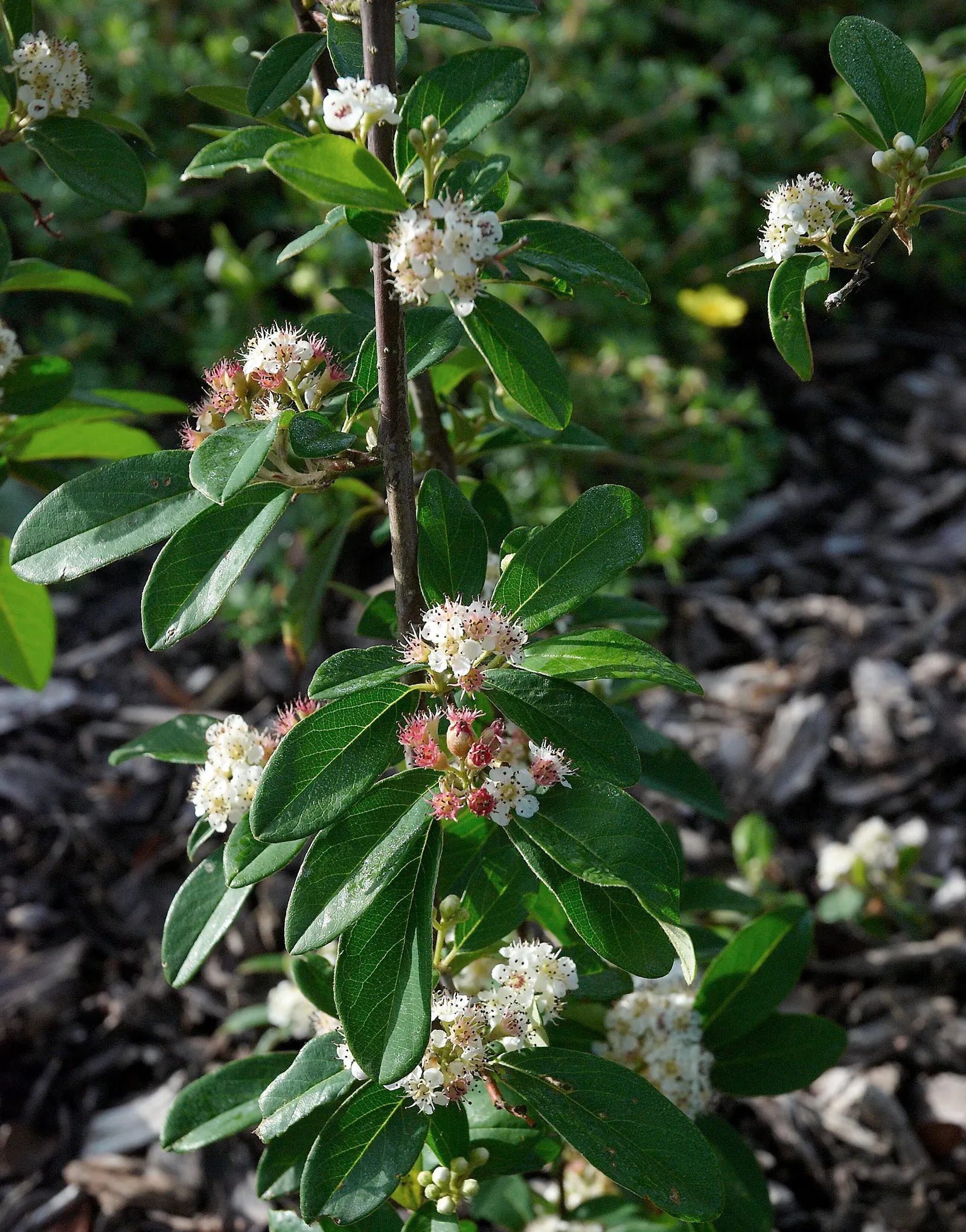 Willowleaf Cotoneaster (Cotoneaster Salicifolius) — The Willowleaf Cotoneaster (Cotoneaster salicifolius) is a resilient shrub with arching branches