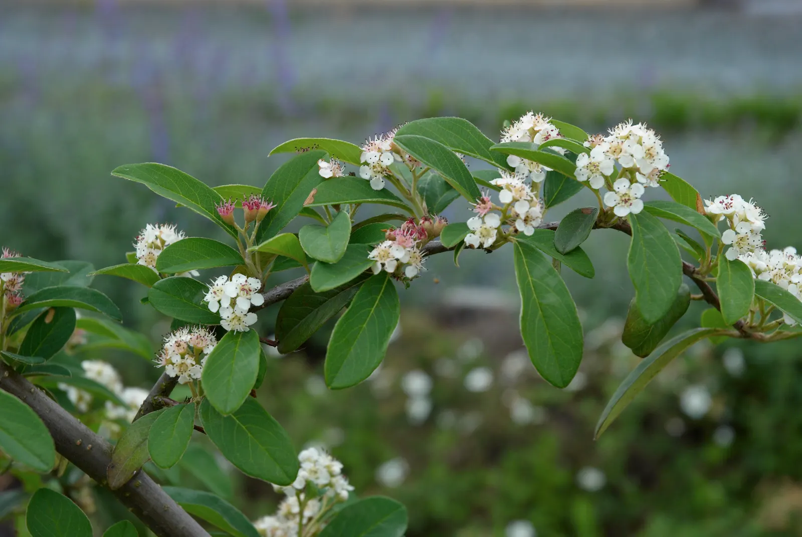 Willowleaf Cotoneaster (Cotoneaster Salicifolius) — Tiny white flowers blossom in late spring, followed by eye-catching, red berries in fall; these berries not