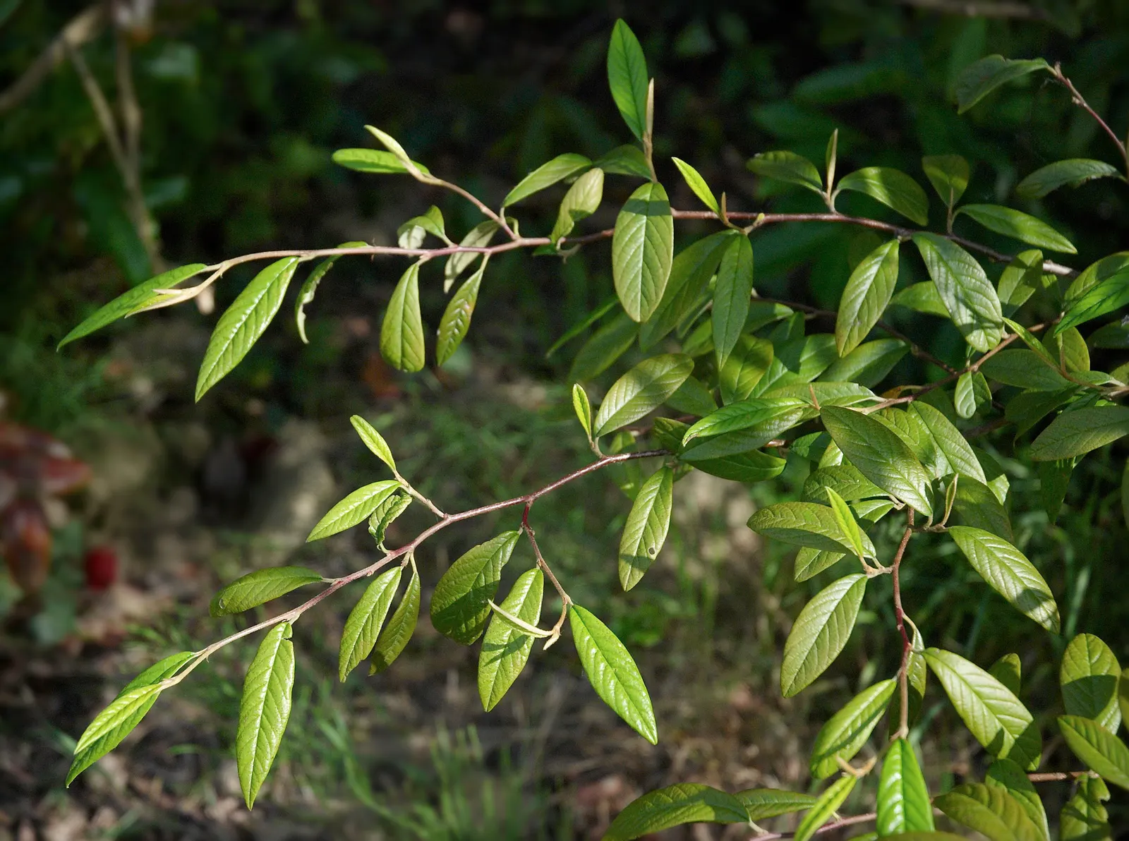 Willowleaf Cotoneaster (Cotoneaster Salicifolius) — ideal for hedges and mass plantings in USDA zones 6-8
