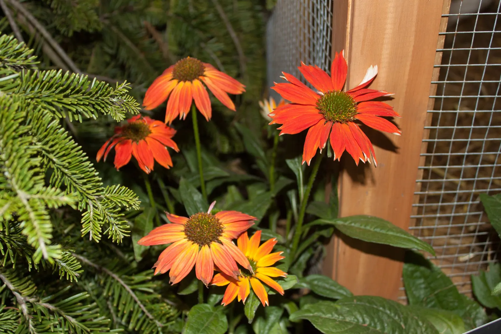 Sombrero® Salsa Red (Echinacea hybrid) — Reaching up to 24 inches in height and spreading 16 to 22 inches wide, it thrives in full sun