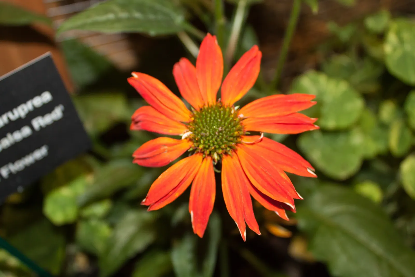Sombrero® Salsa Red (Echinacea hybrid) — Attracts pollinators while being deer resistant, enhancing eco-friendly gardens