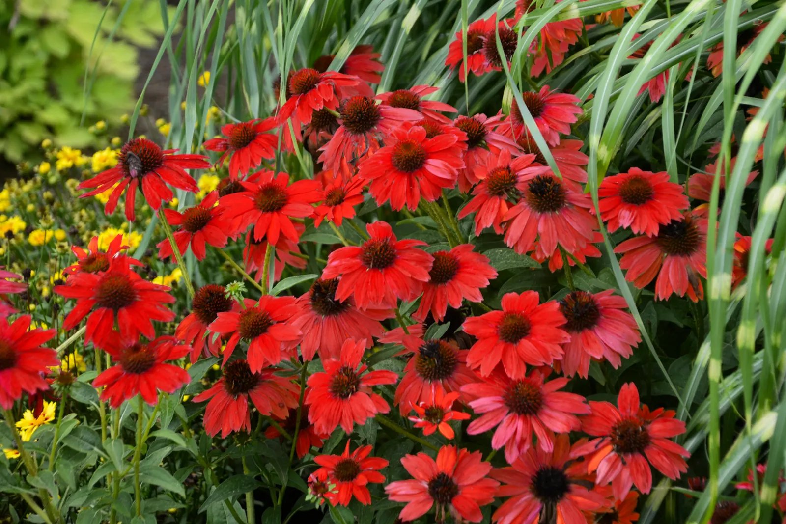 Sombrero® Salsa Red (Echinacea hybrid) — red flowers with orange centers