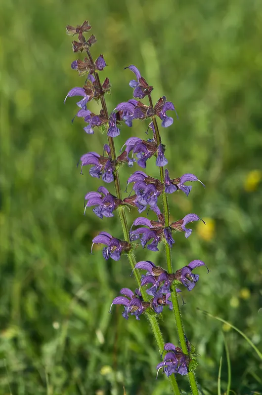Meadow Clary, Meadow Sage (Salvia Pratensis) — is a captivating perennial boasting vibrant blue-violet flowers on spikes rising 18-24 inches tall