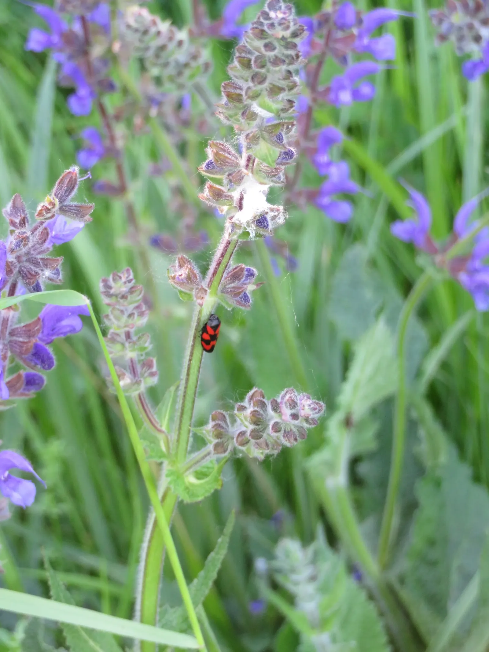 Meadow Clary, Meadow Sage (Salvia Pratensis) — commonly referred to as Meadow Clary or Meadow Sage